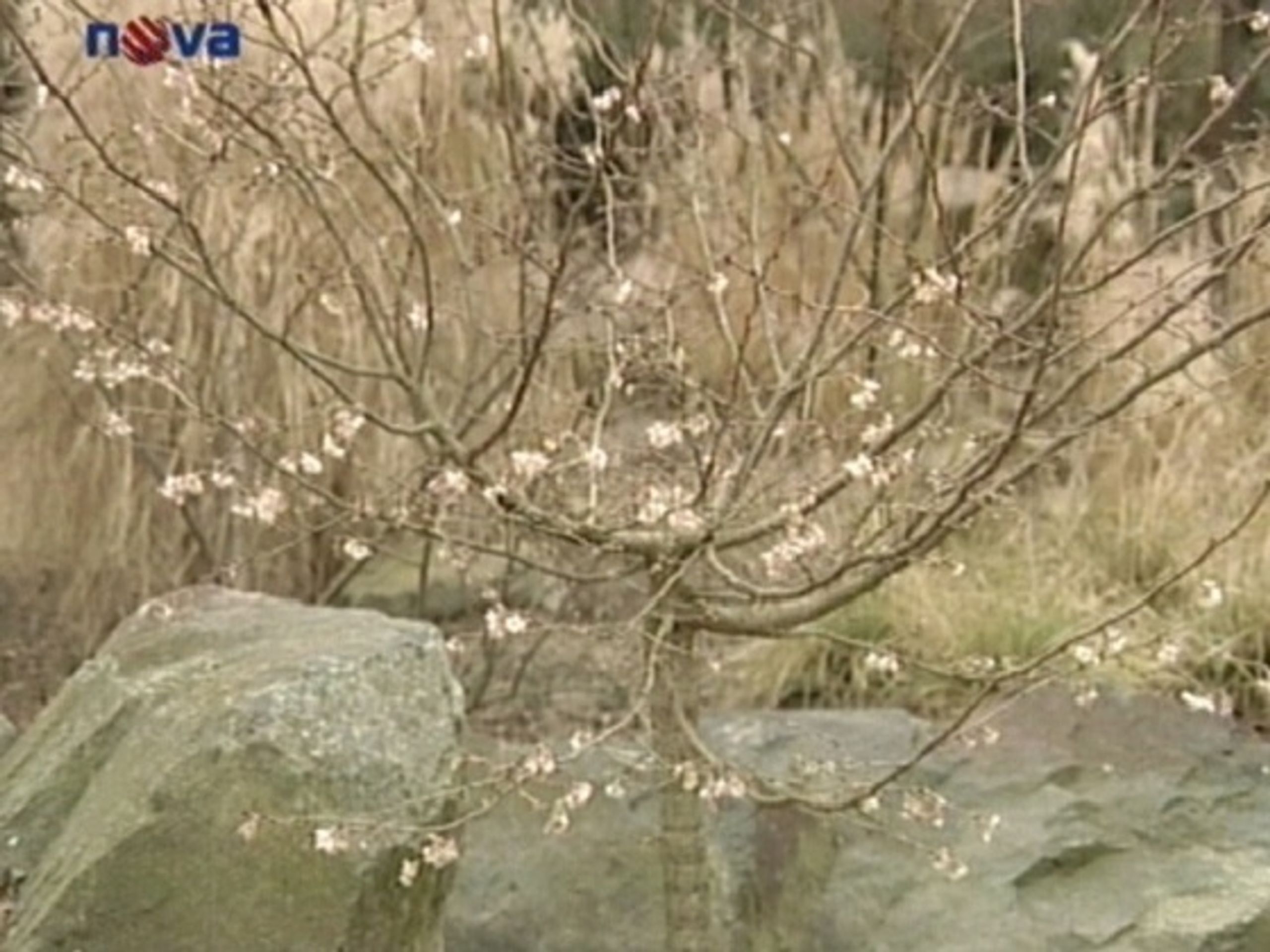 Sakura - Sakury kvetou i o Vánocích (1/2)