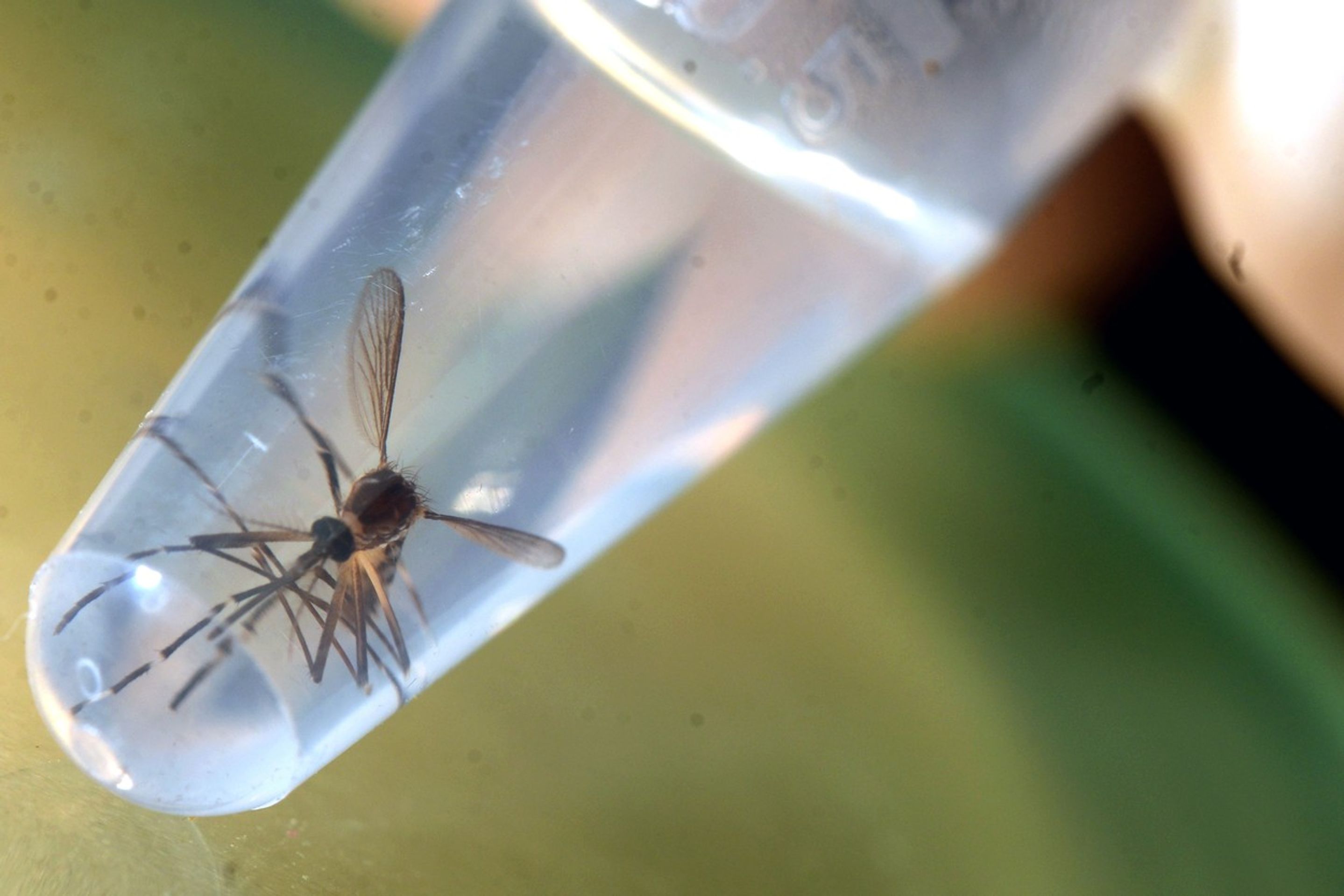 Zika - GALERIE: Vir Zika (5/6)
