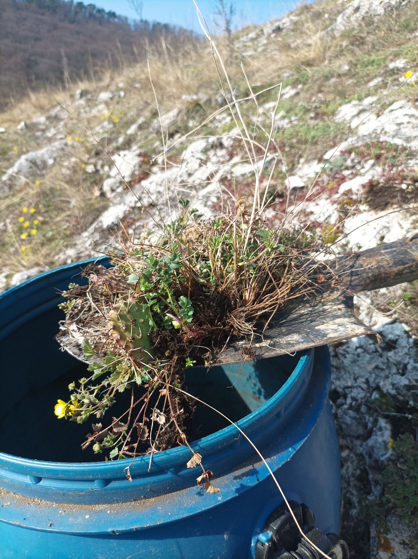 Likvidace kaktusů na Pálavě - Kaktusy na Pálavě (3/6)