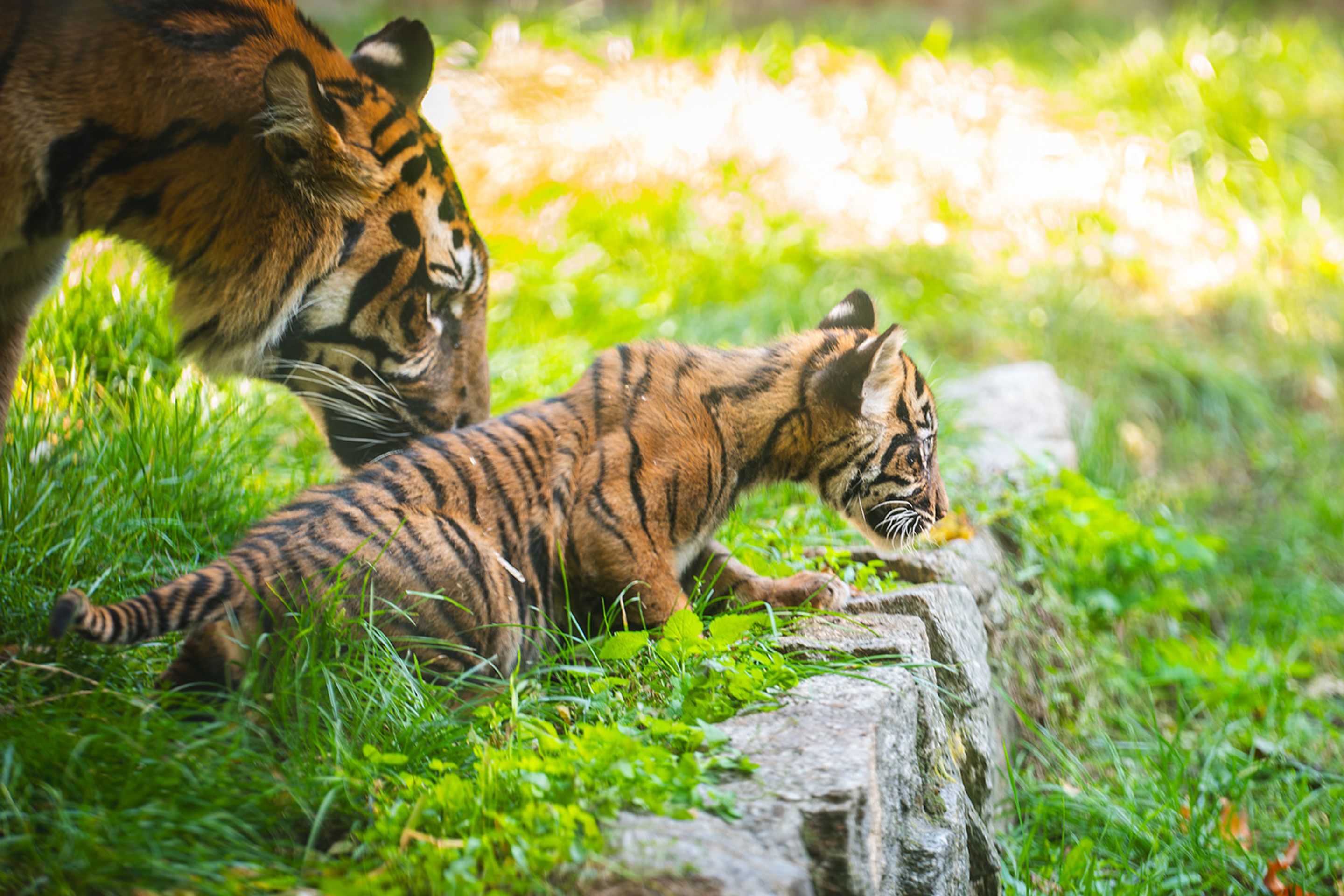 Tygři sumaterští ve vratislavské zoo (9) - Tygři sumaterští ve vratislavské zoo (1/16)