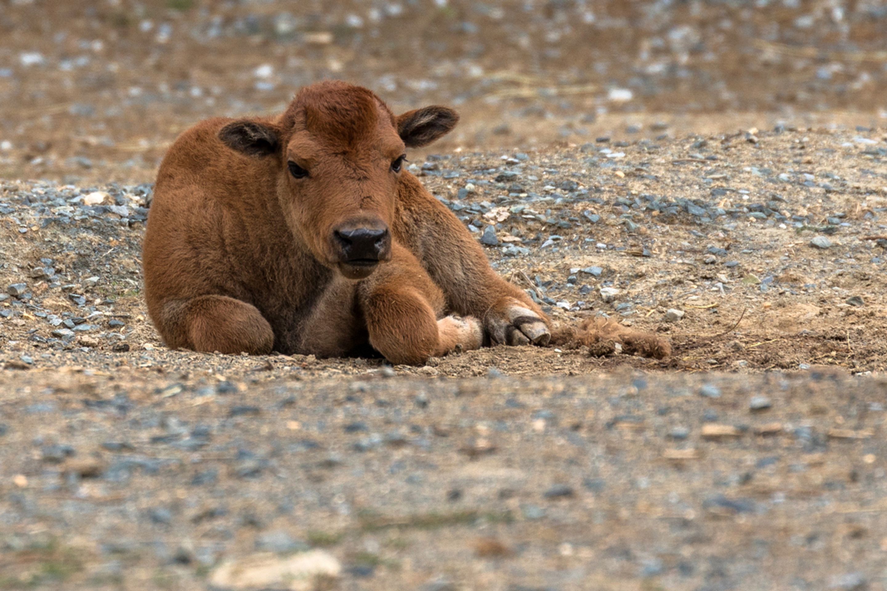 V brněnské zoo se narodil velbloudí kluk a bizoní holka - 1 - GALERIE: V brněnské zoo se narodil velbloudí kluk a bizoní holka (1/10)