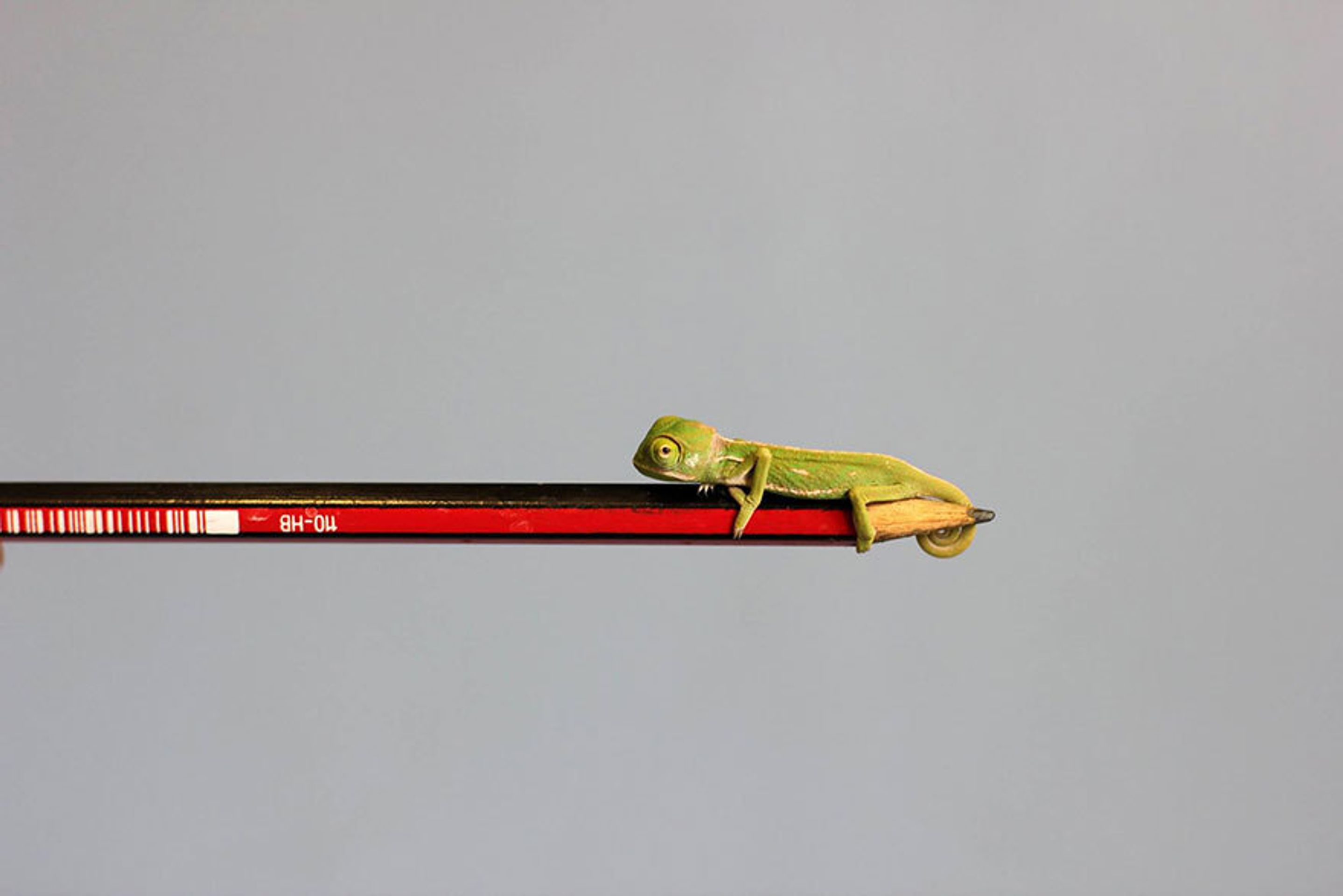 Malí chameleoni z australské zoo - 12 - GALERIE: Mláďata chameleona jemenského (7/12)