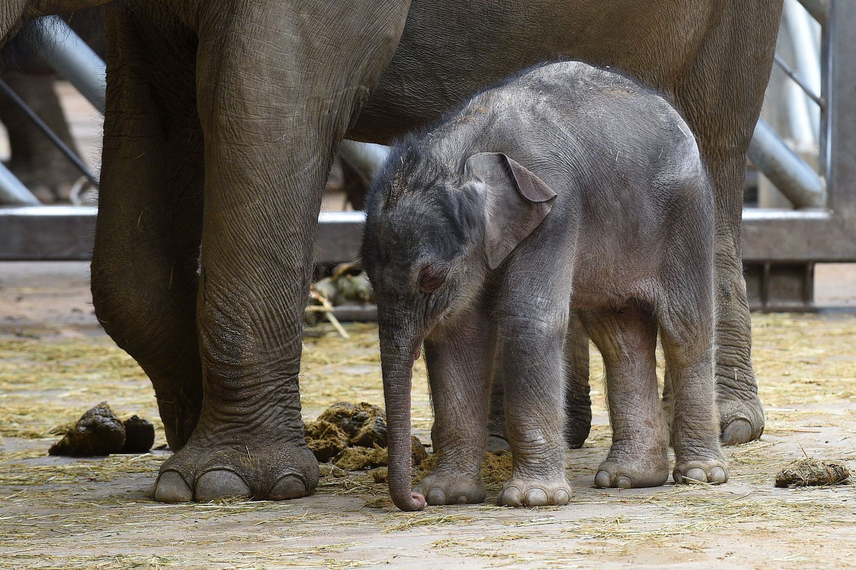 Slůně v pražské zoologické zahradě - 8 - GALERIE: Slůně v pražské zoologické zahradě (8/9)
