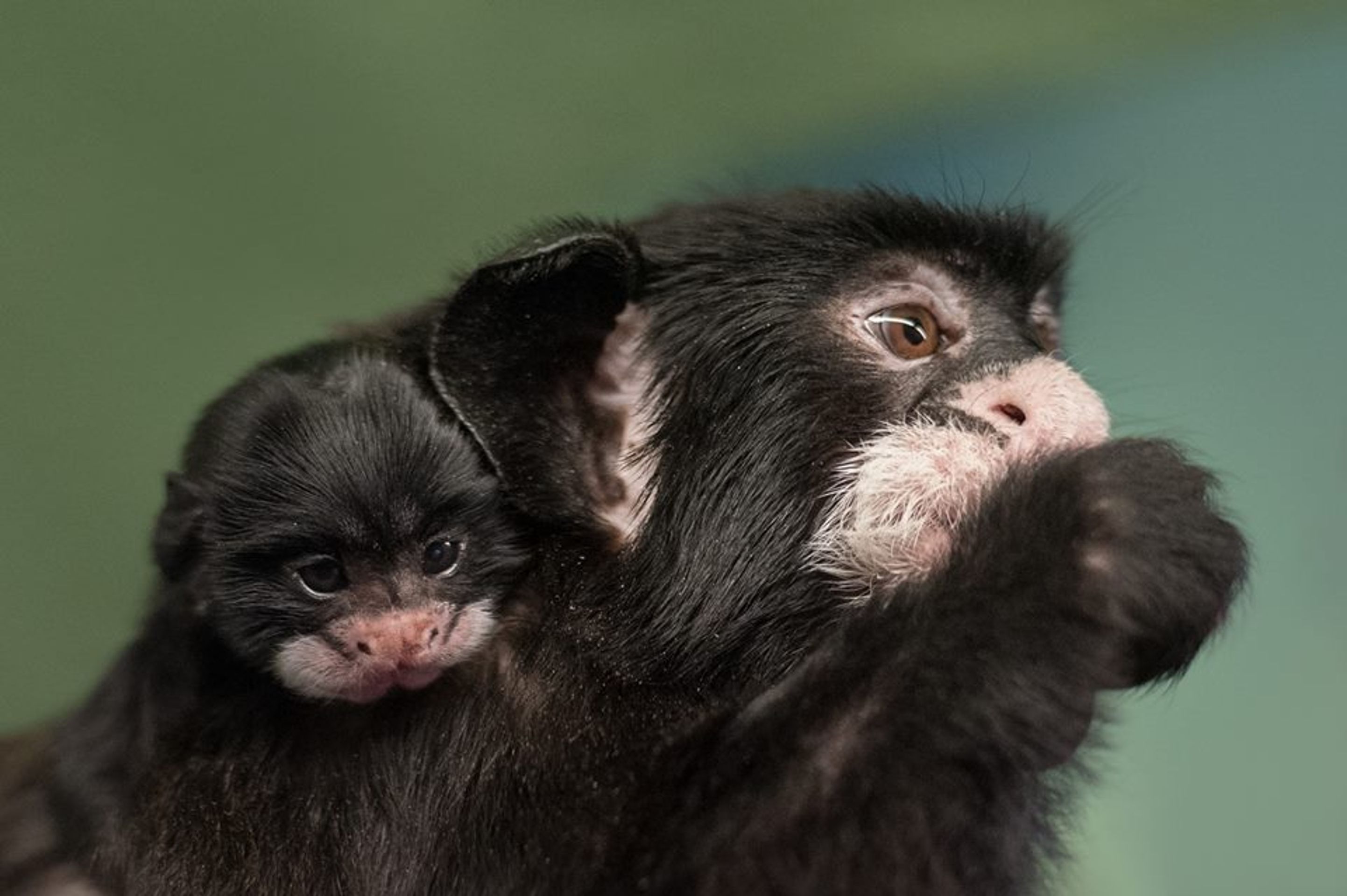 Nová mláďata v pražské zoo - 1 - GALERIE: Nová mláďata v pražské zoo (1/5)