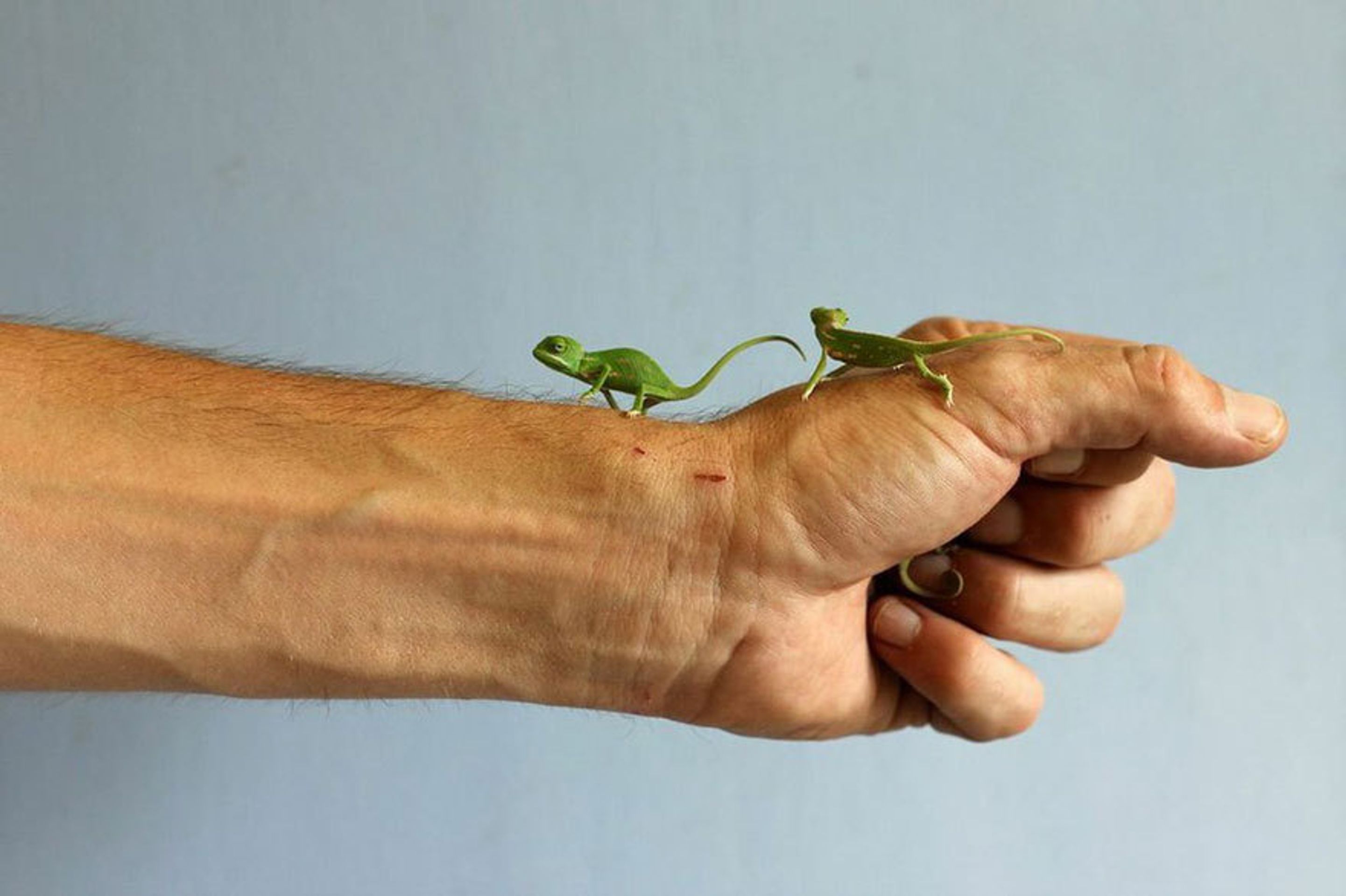 Malí chameleoni z australské zoo - 6 - GALERIE: Mláďata chameleona jemenského (11/12)