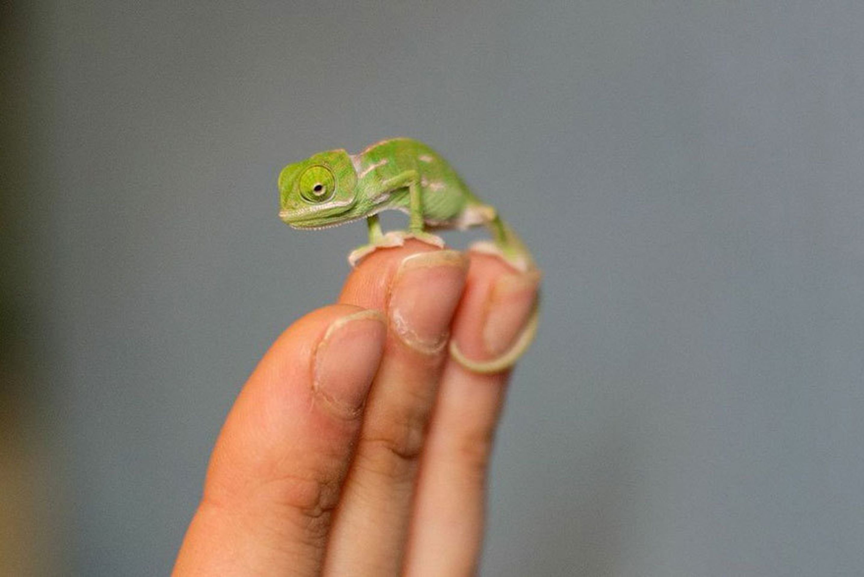Malí chameleoni z australské zoo - 5 - GALERIE: Mláďata chameleona jemenského (8/12)
