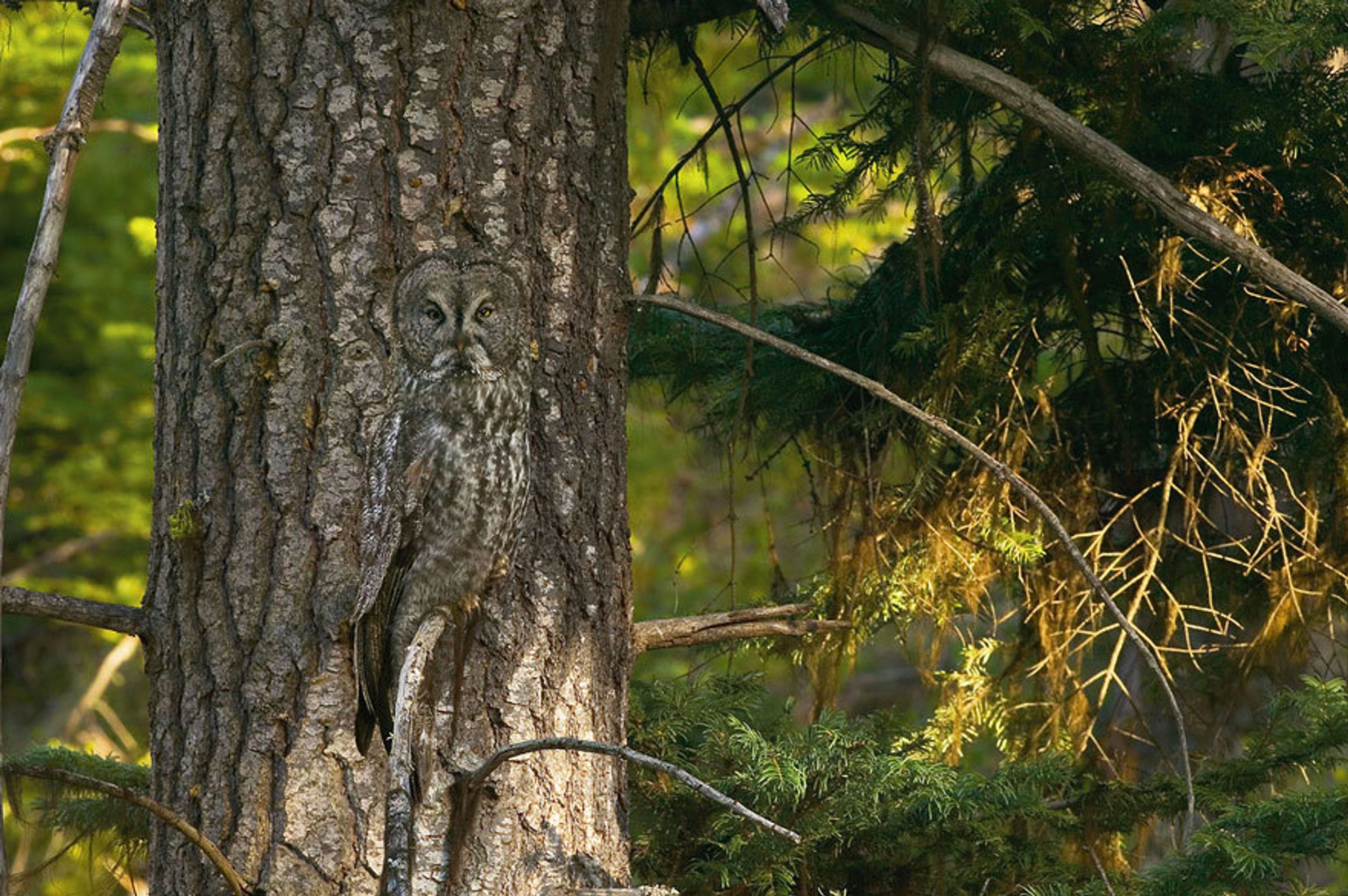 Dokonale maskovaná zvířata - 9 - Galerie: Dokonale maskovaná zvířata (9/17)