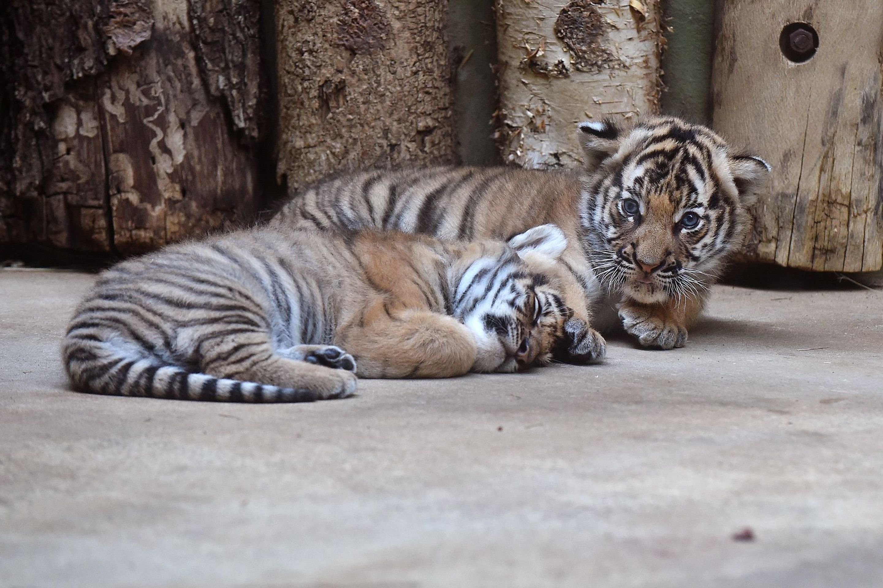 Mláďata tygra malajského v Zoo Praha - 14 - GALERIE: Mláďata tygra malajského v Zoo Praha (14/23)