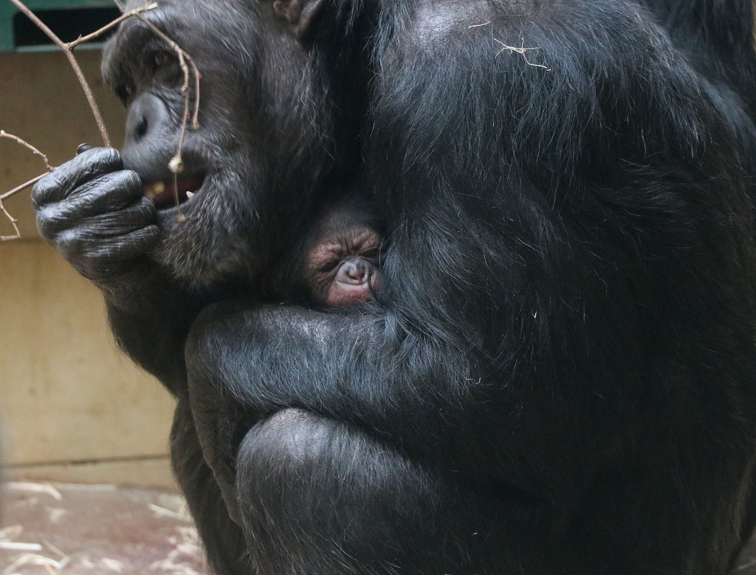 V Zoo Plzeň se narodilo mládě šimpanze - 1 - GALERIE: V plzeňské zoo se narodilo mládě šimpanze (2/4)