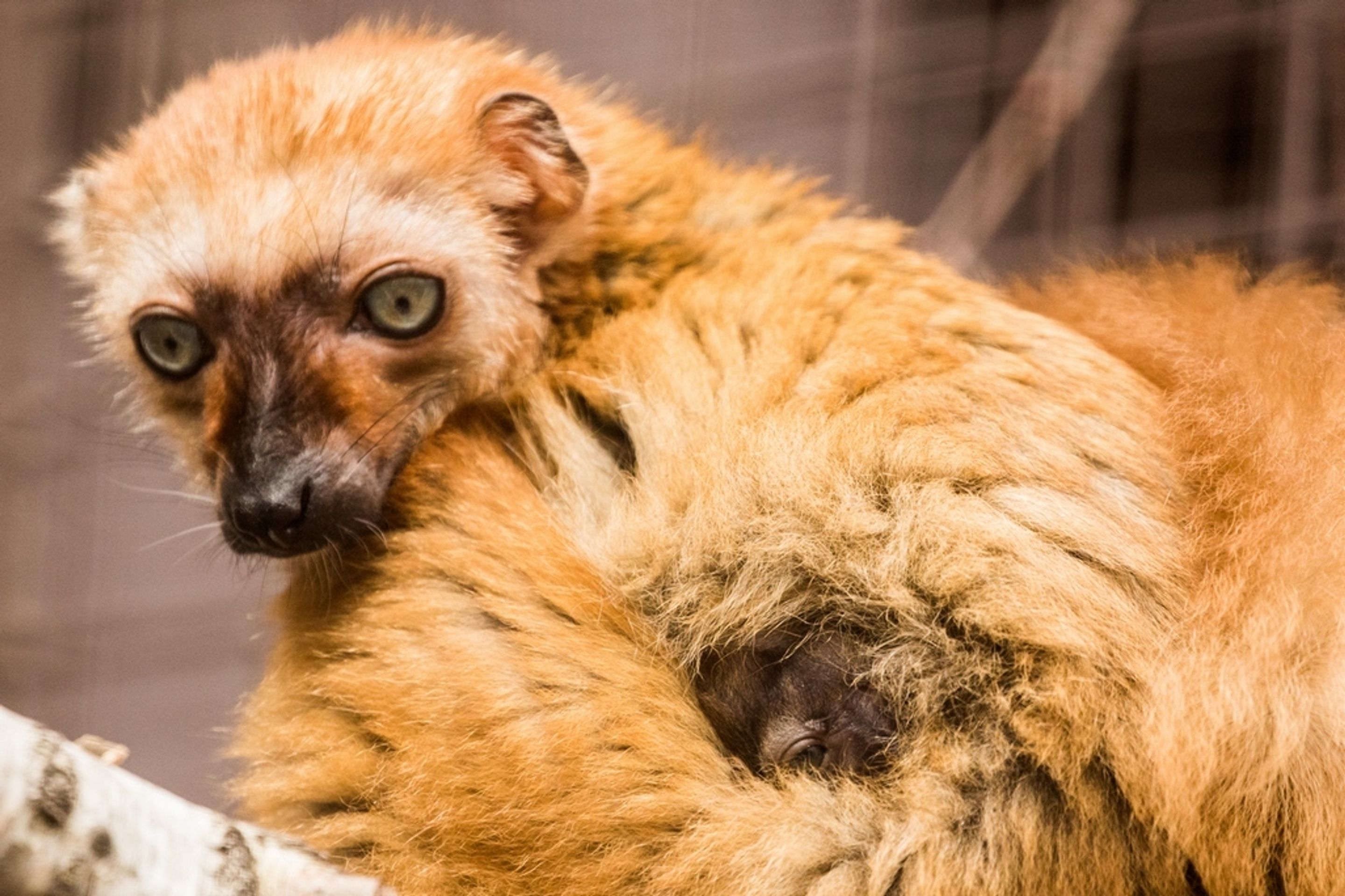 Lemur Sclaterův - 2 - GALERIE: Lemur Sclaterův (1/4)