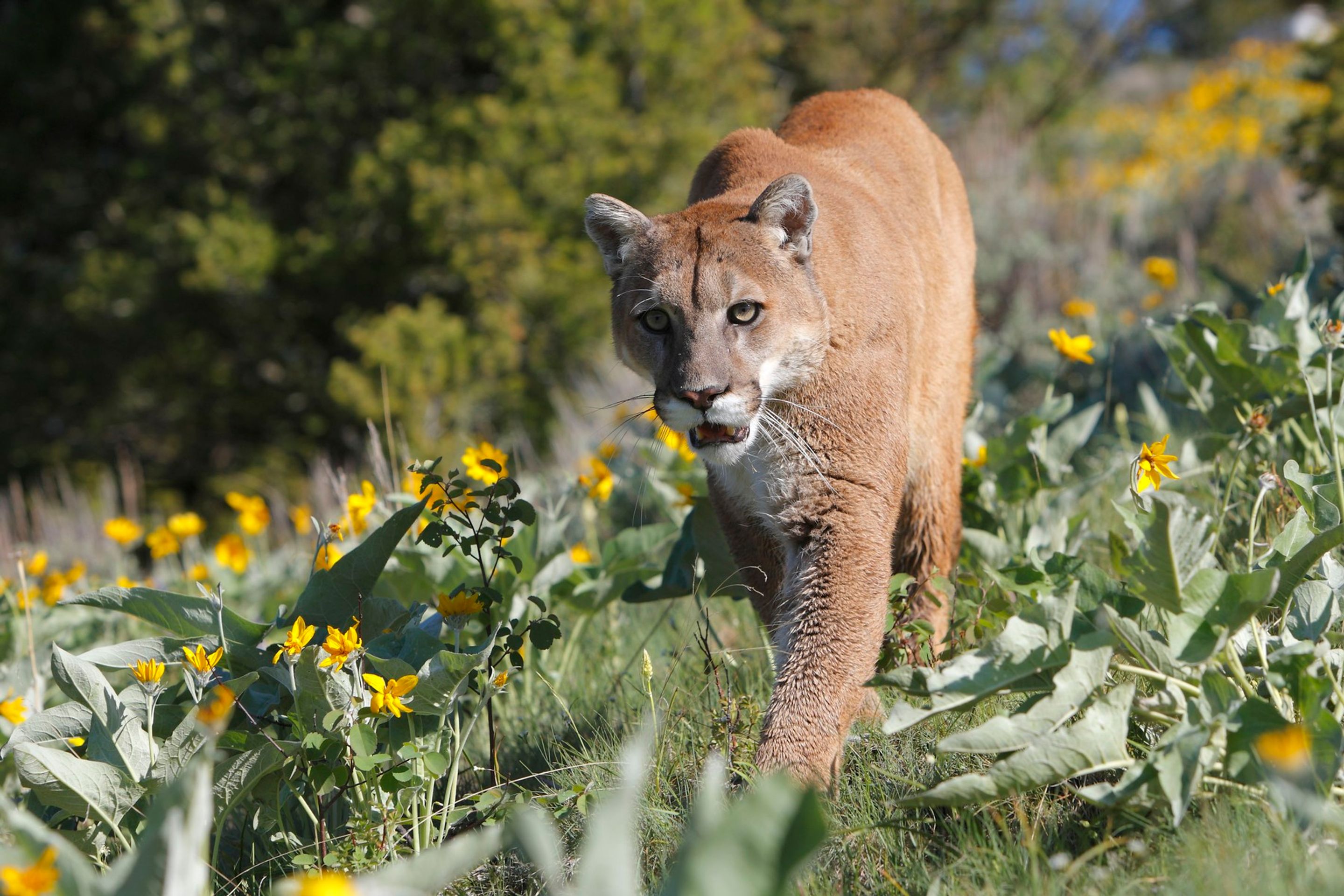 Puma americká, ilustrační - U Týna se objevila puma (1/4)