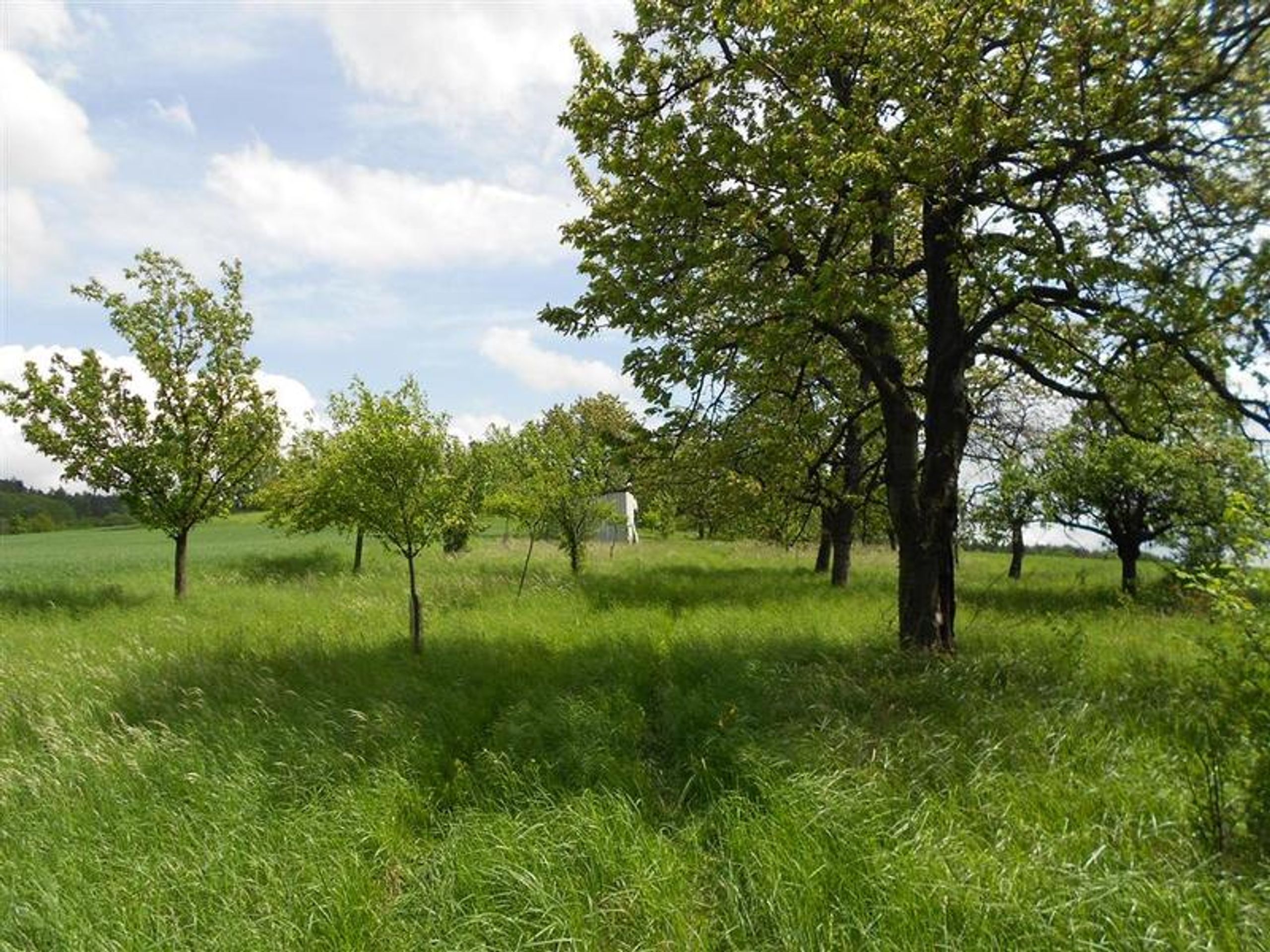 Ovocný sad Bludov - Exekuce-dražby (22/22)