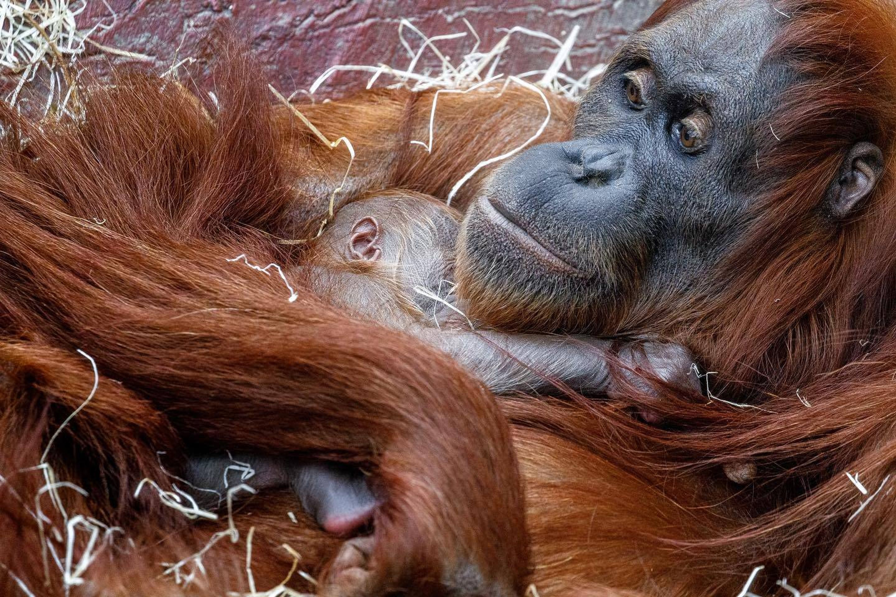 V pražské zoo se narodilo orangutaní mládě - 4 - GALERIE: V pražské zoo se narodilo orangutaní mládě (3/6)