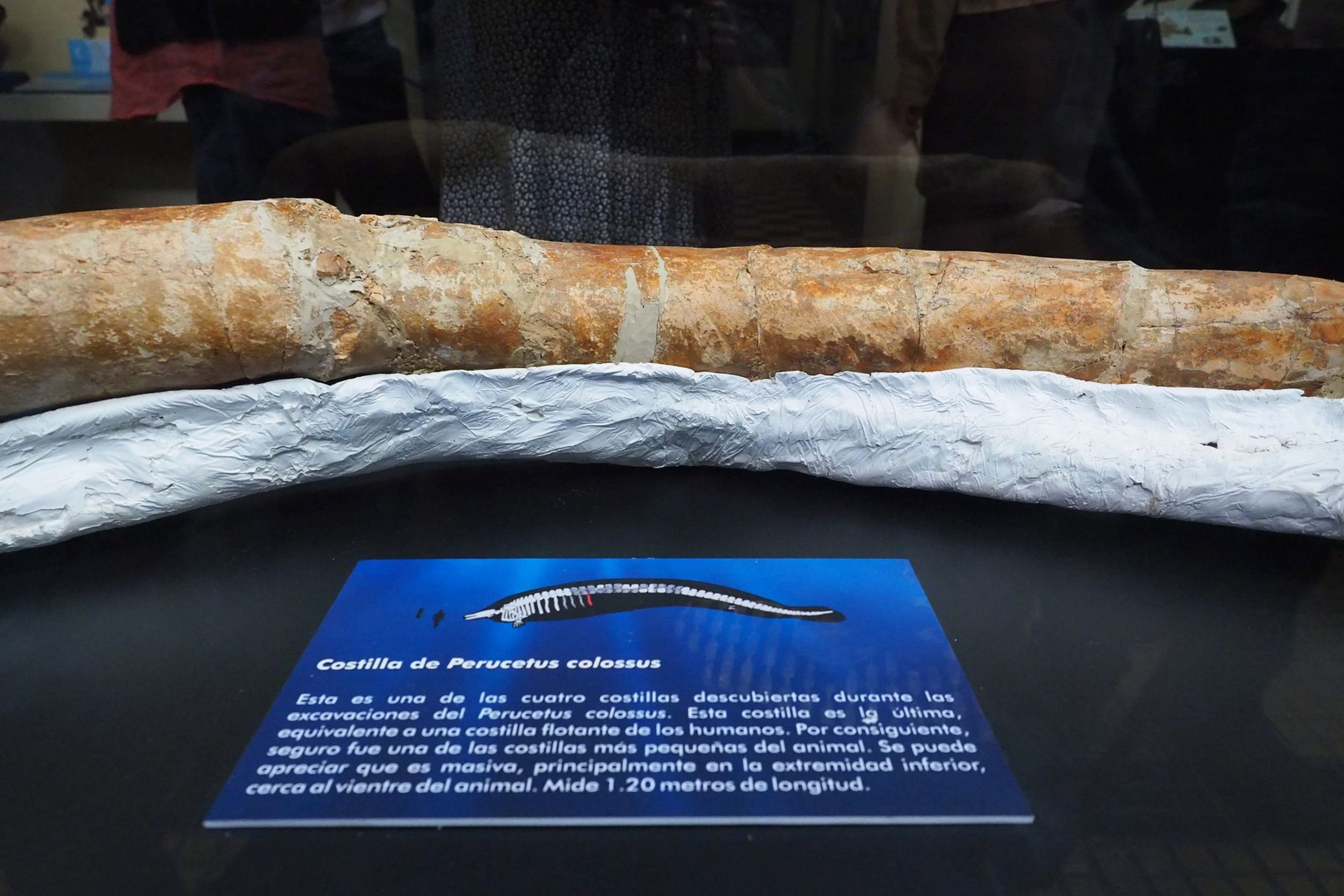 Perucetus colossus (6) - Perucetus colossus (1/6)