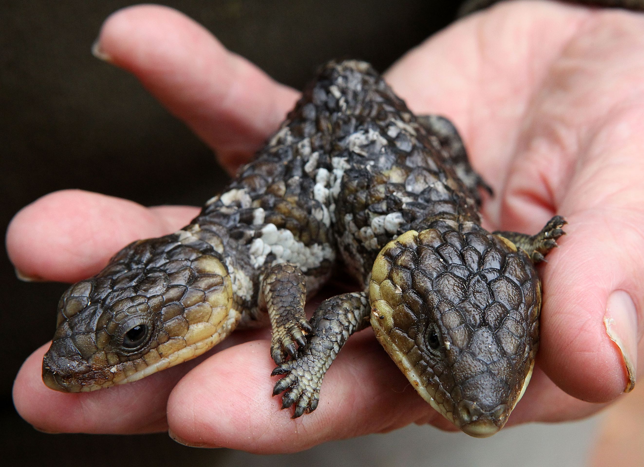 Zvířecí mutanti - 4 - GALERIE: Zvířecí mutanti. S těmito nebožáky si příroda pohrála (8/11)