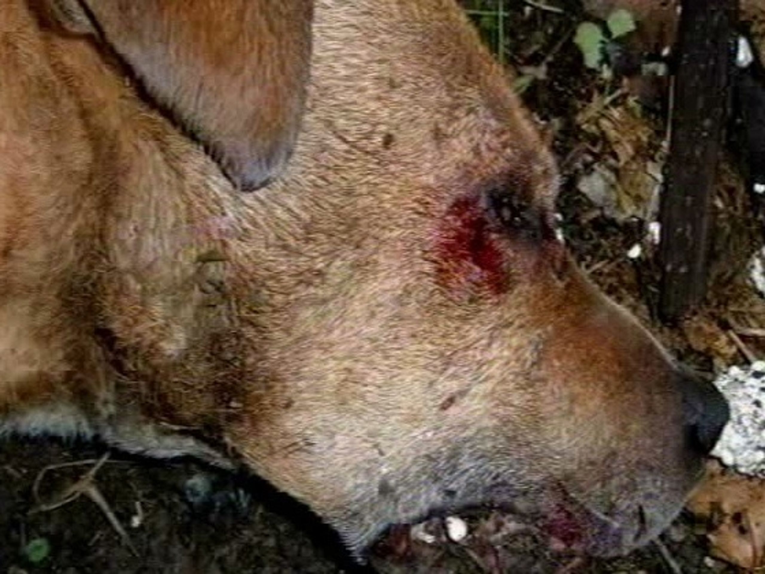 Ilustrační foto - Ubil psa kovovou tyčí a pověsil jej na plotě (2/2)