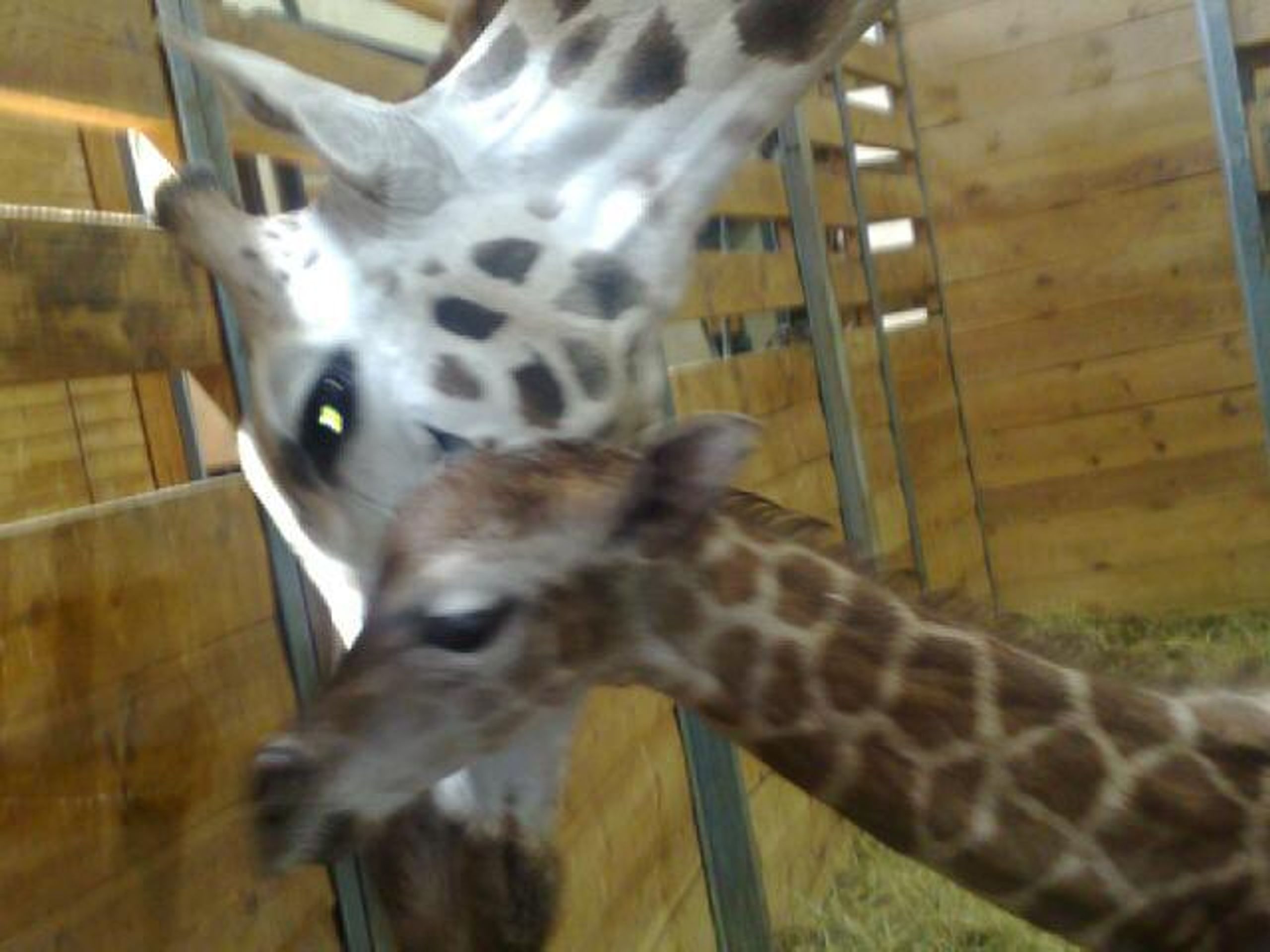 Porod žirafy Elišky - FOTOGALERIE: Porod žirafy Elišky v pražské zoo (2/10)