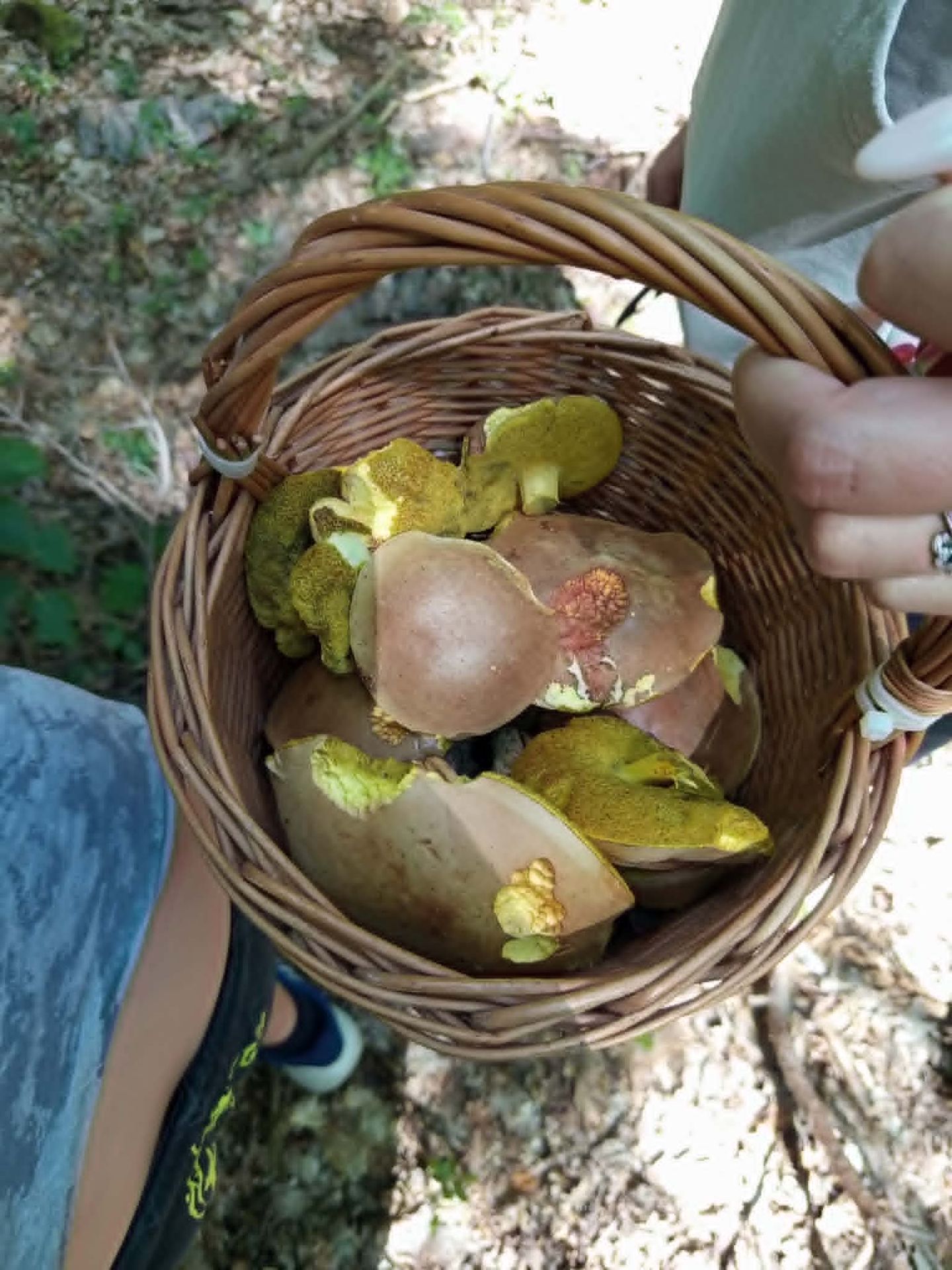 Nasbírané houby ze začátku července - Nasbírané houby ze začátku července (3/4)