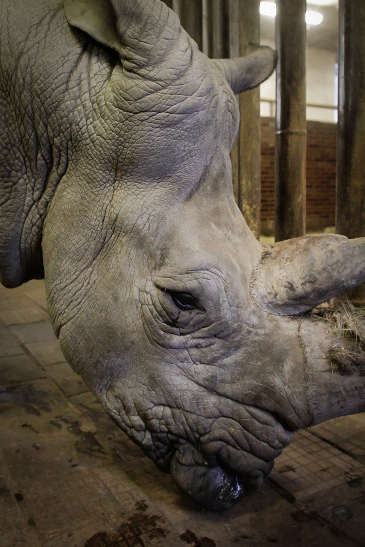 Do Safari Parku Dvůr Králové přibyli během dvou dnů hned dva nosorožci - 5 - GALERIE: Do Safari Parku Dvůr Králové přibyli během dvou dnů hned dva nosorožci (5/10)