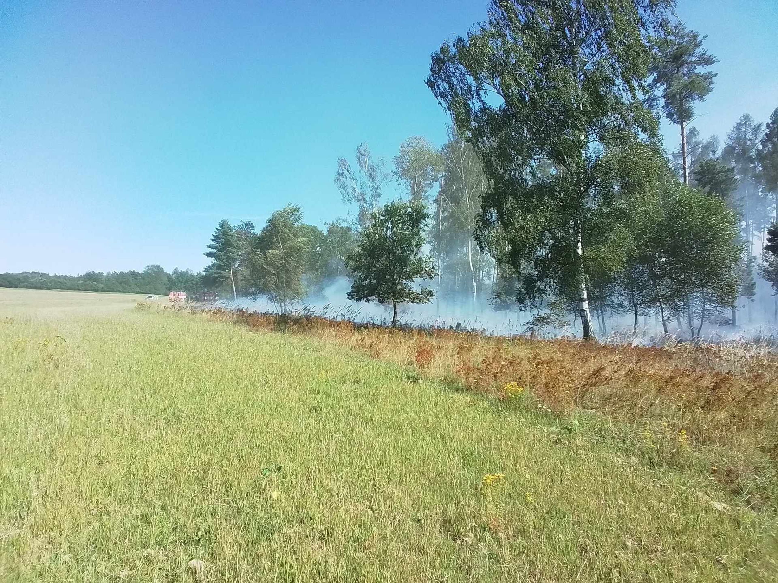 Požár lesního porostu u Brocna (2) - Požár lesa (4/5)