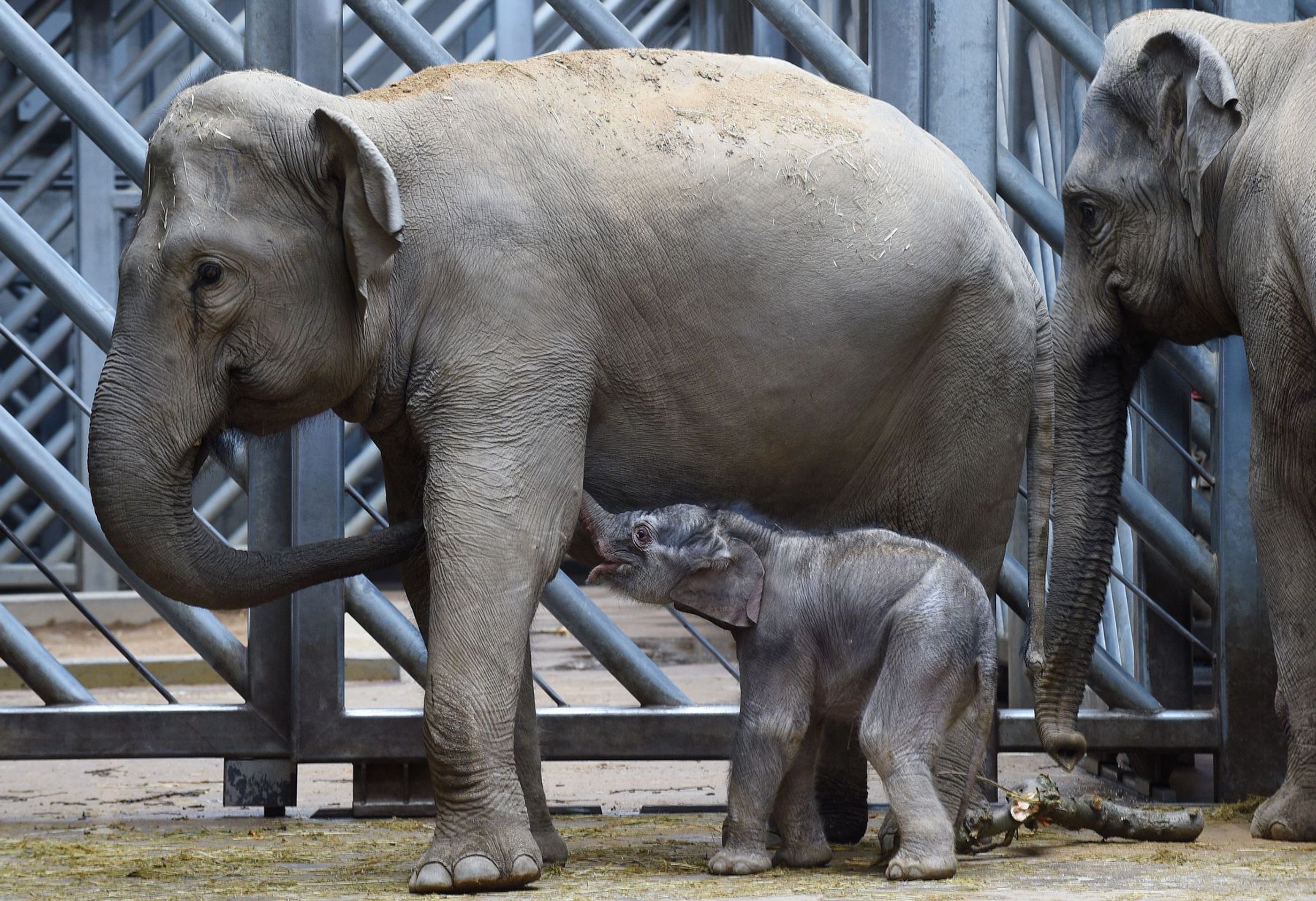 Slůně v pražské zoologické zahradě - 6 - GALERIE: Slůně v pražské zoologické zahradě (6/9)