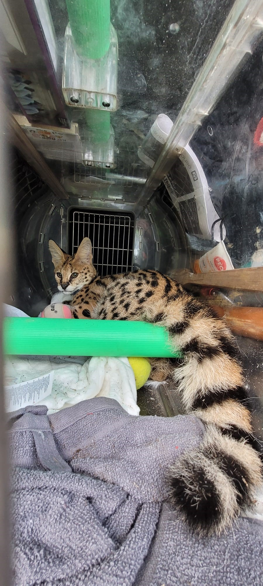 Serval stepní (2) - Serval stepní utekl majiteli (2/4)