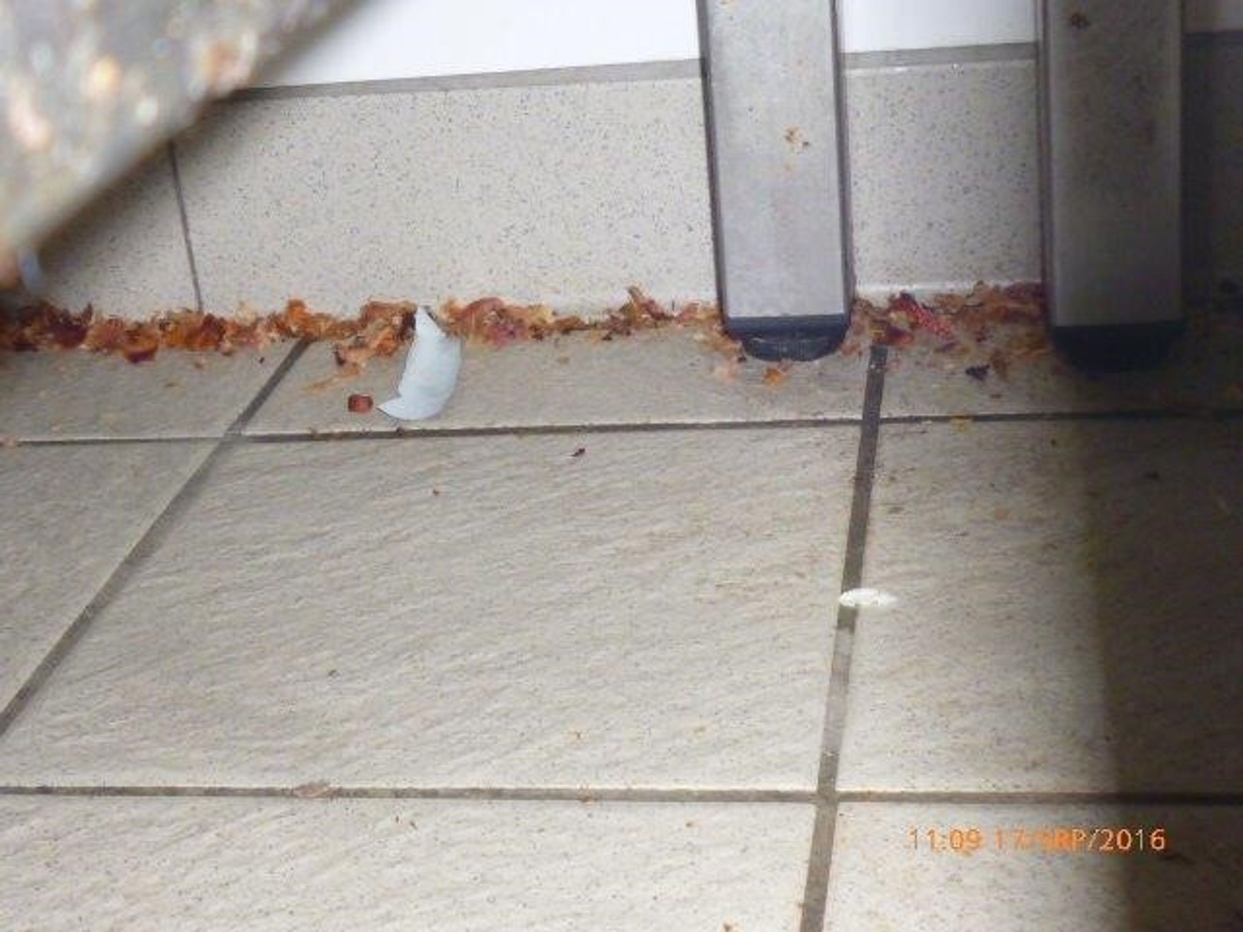 Hygienické podmínky v jihlavském řeznictví - 3 - GALERIE: Otřesné podmínky v jihlavském řeznictví (3/6)
