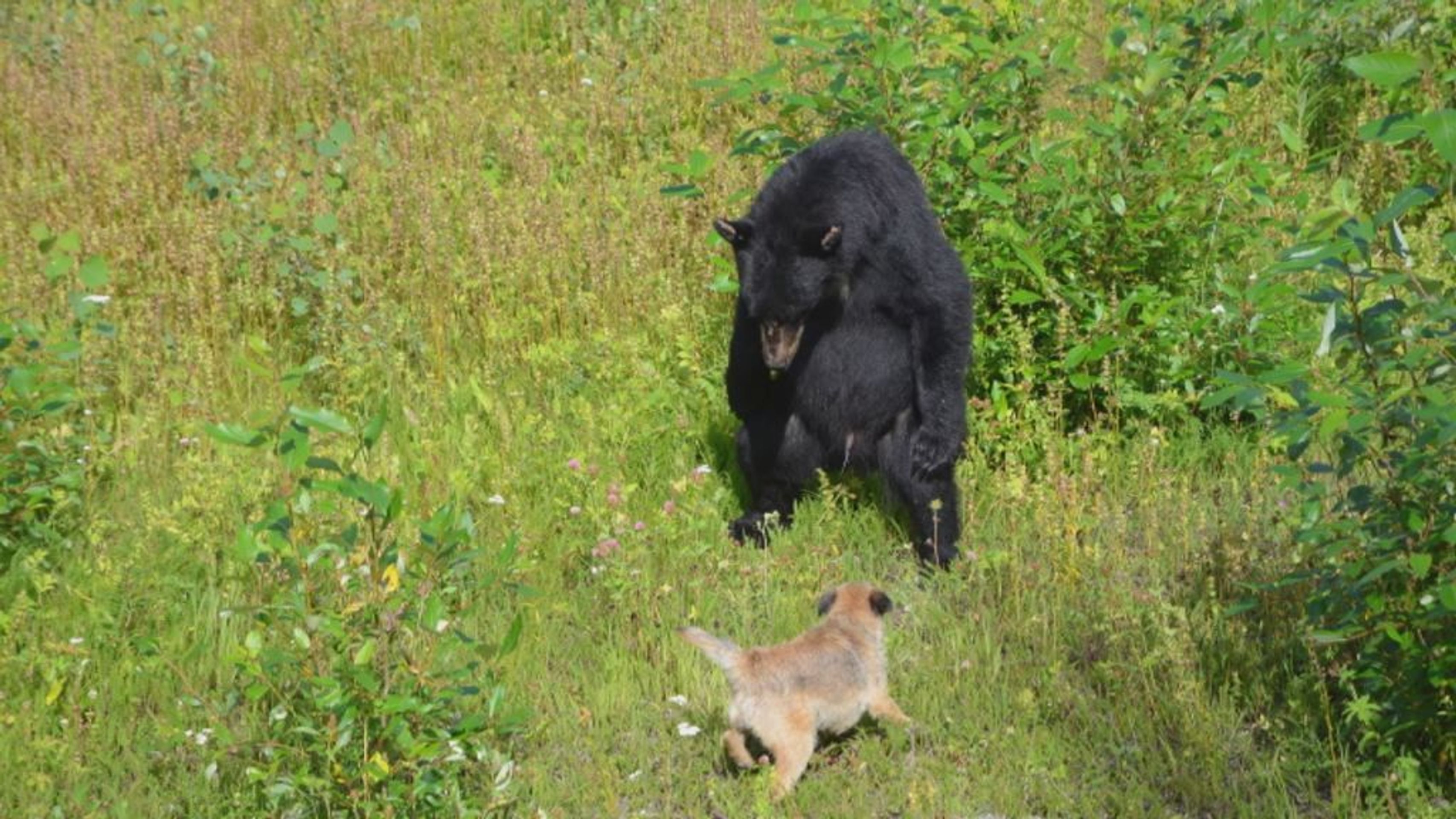 Fenka Ajka brání páníčka před medvědem v Kanadě - 2 - GALERIE: Fenka Ajka brání pánička před medvědem Baribalem v Kanadě (8/9)
