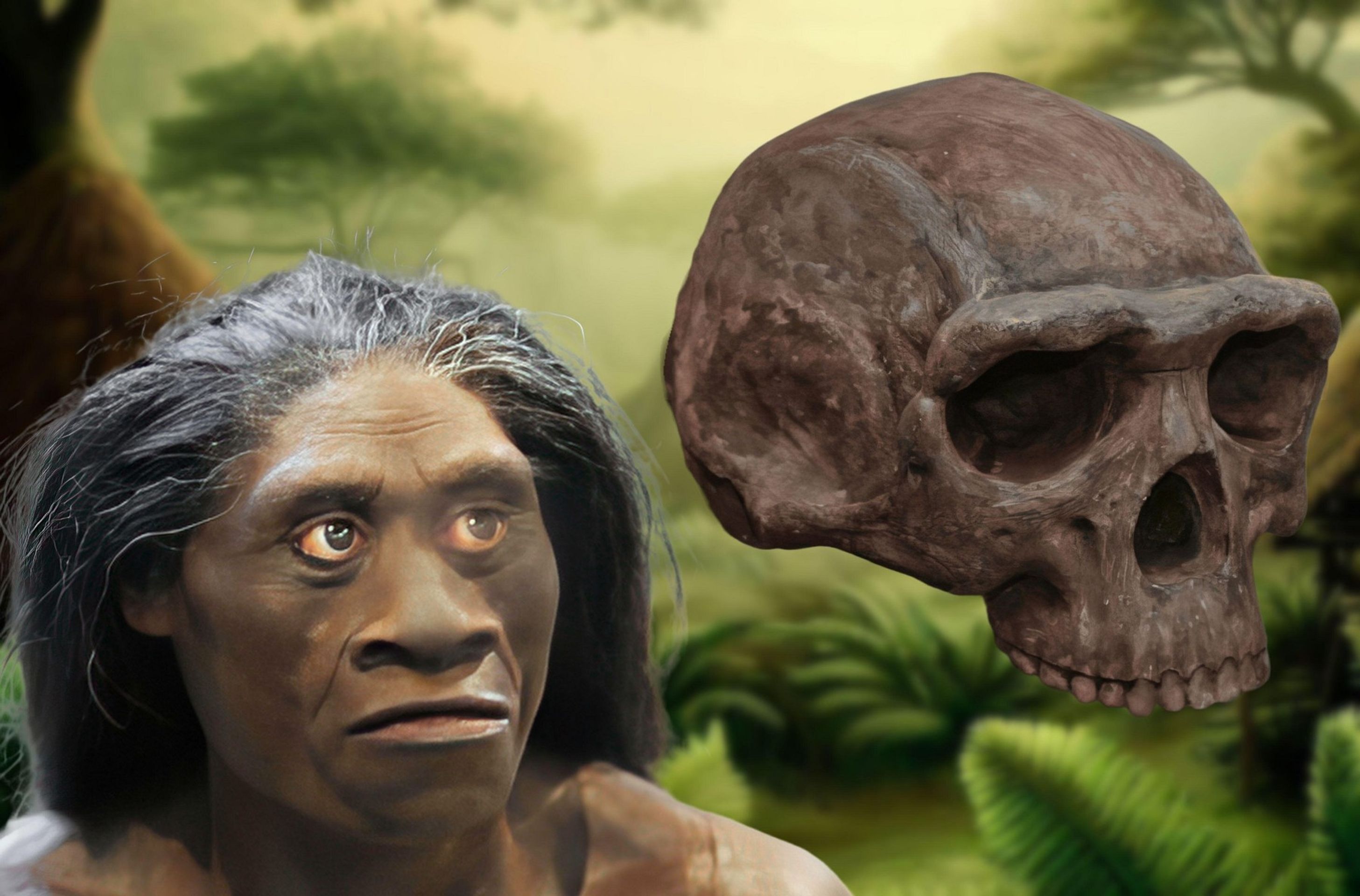 Homo floresiensis (1) - Hobit - Homo floresiensis (4/4)