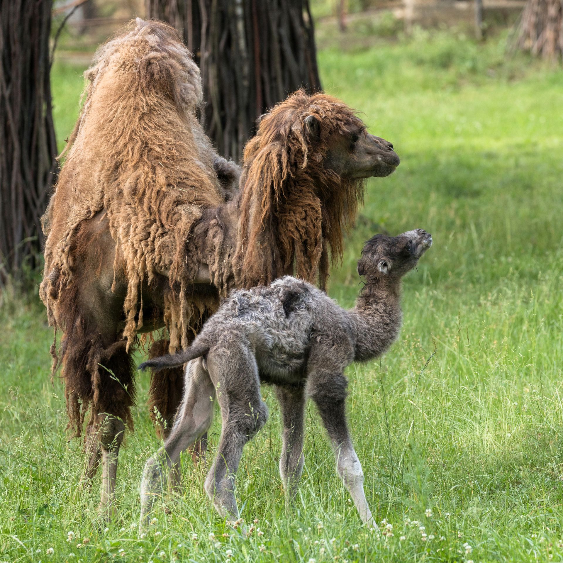 V brněnské zoo se narodil velbloudí kluk a bizoní holka - 5 - GALERIE: V brněnské zoo se narodil velbloudí kluk a bizoní holka (5/10)