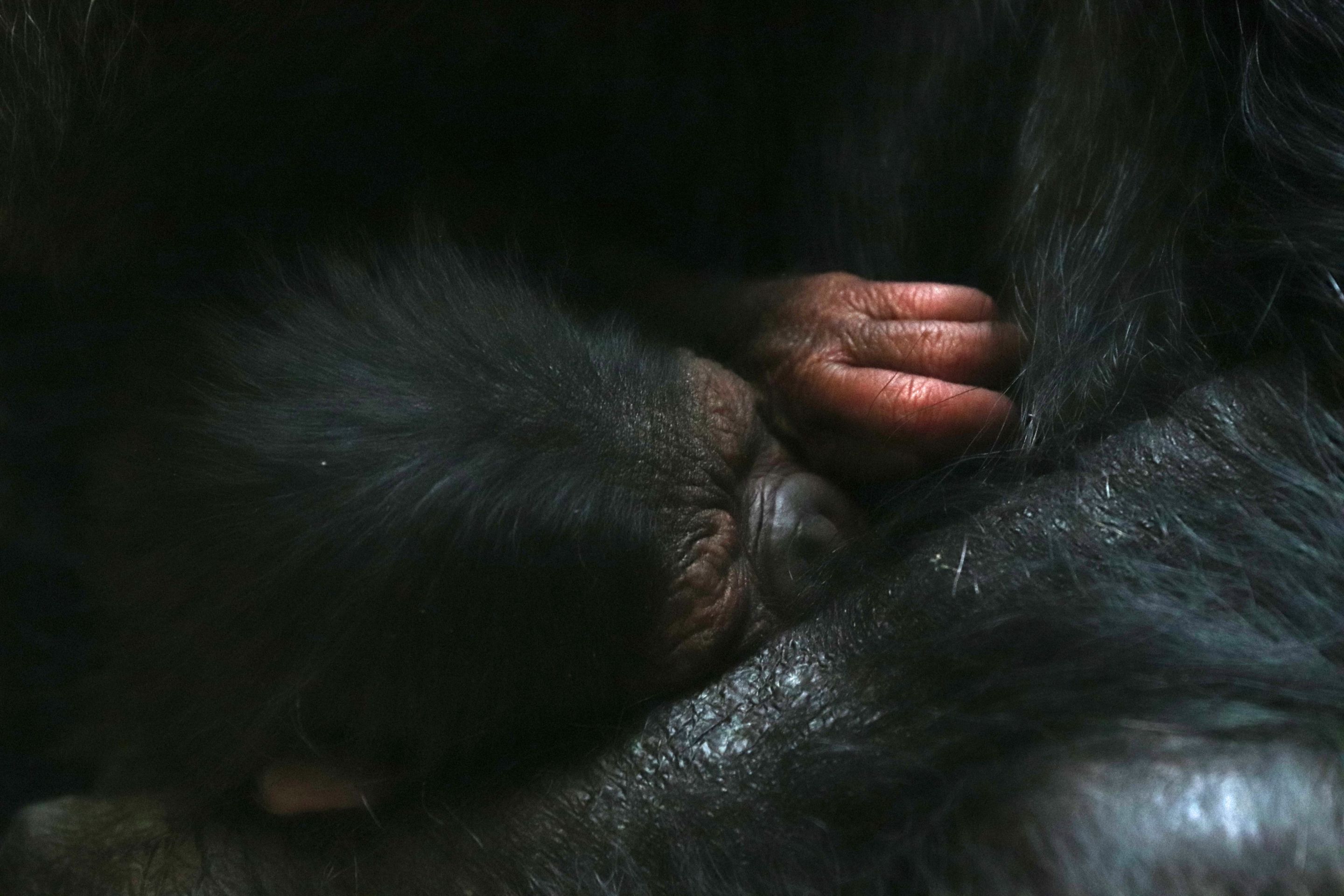 V Zoo Plzeň se narodilo mládě šimpanze - 3 - GALERIE: V plzeňské zoo se narodilo mládě šimpanze (4/4)