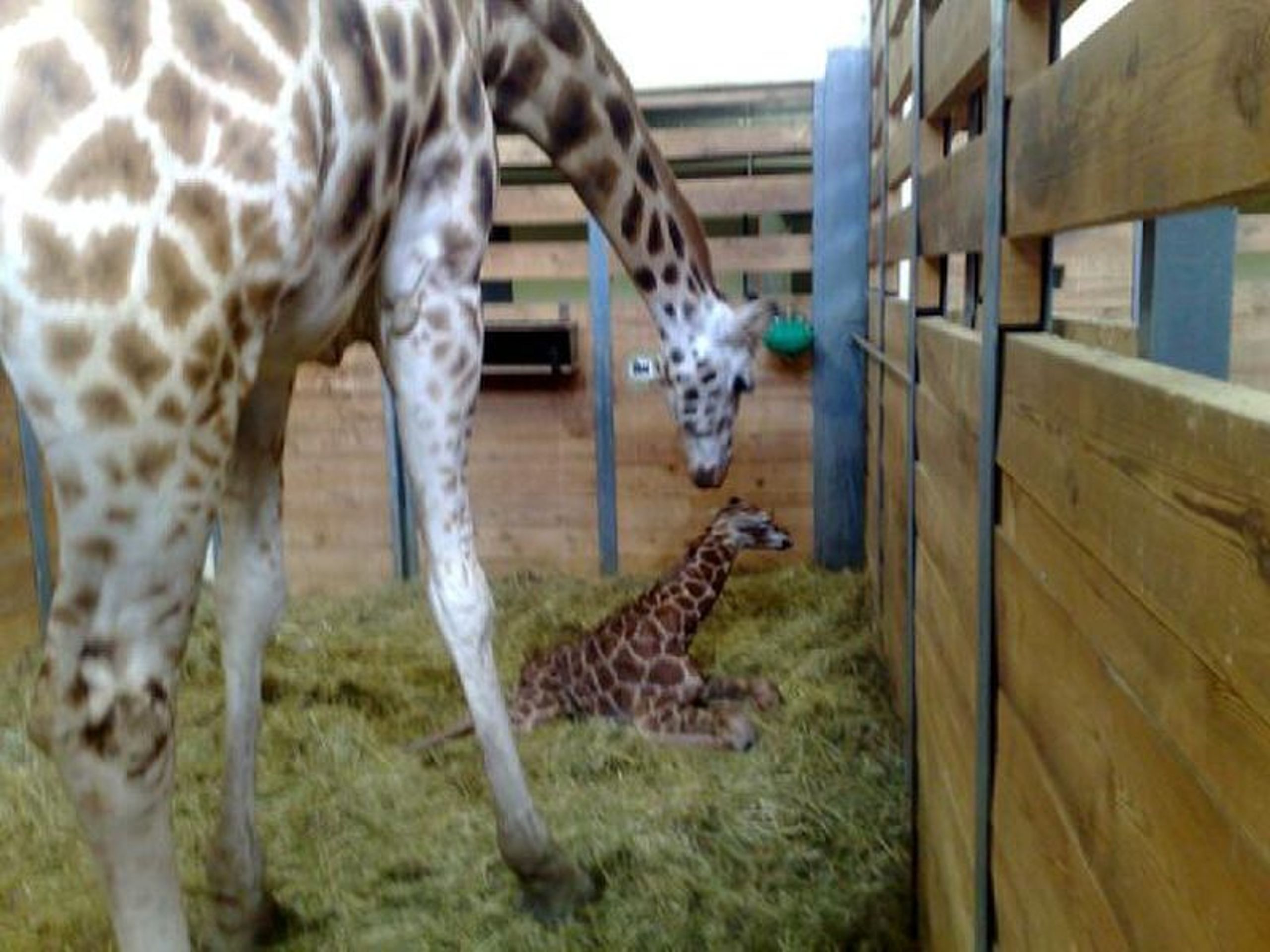 Porod žirafy Elišky - FOTOGALERIE: Porod žirafy Elišky v pražské zoo (9/10)