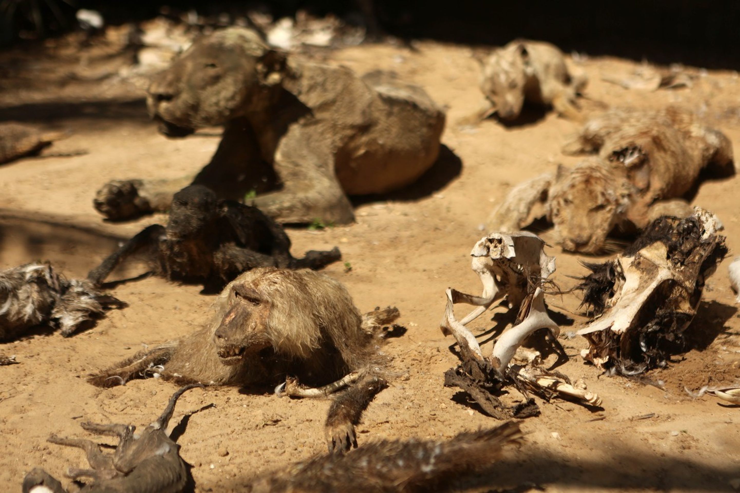 Zoo hrůzy v Palestině - 1 - GALERIE: Zoo hrůzy v Palestině (1/5)
