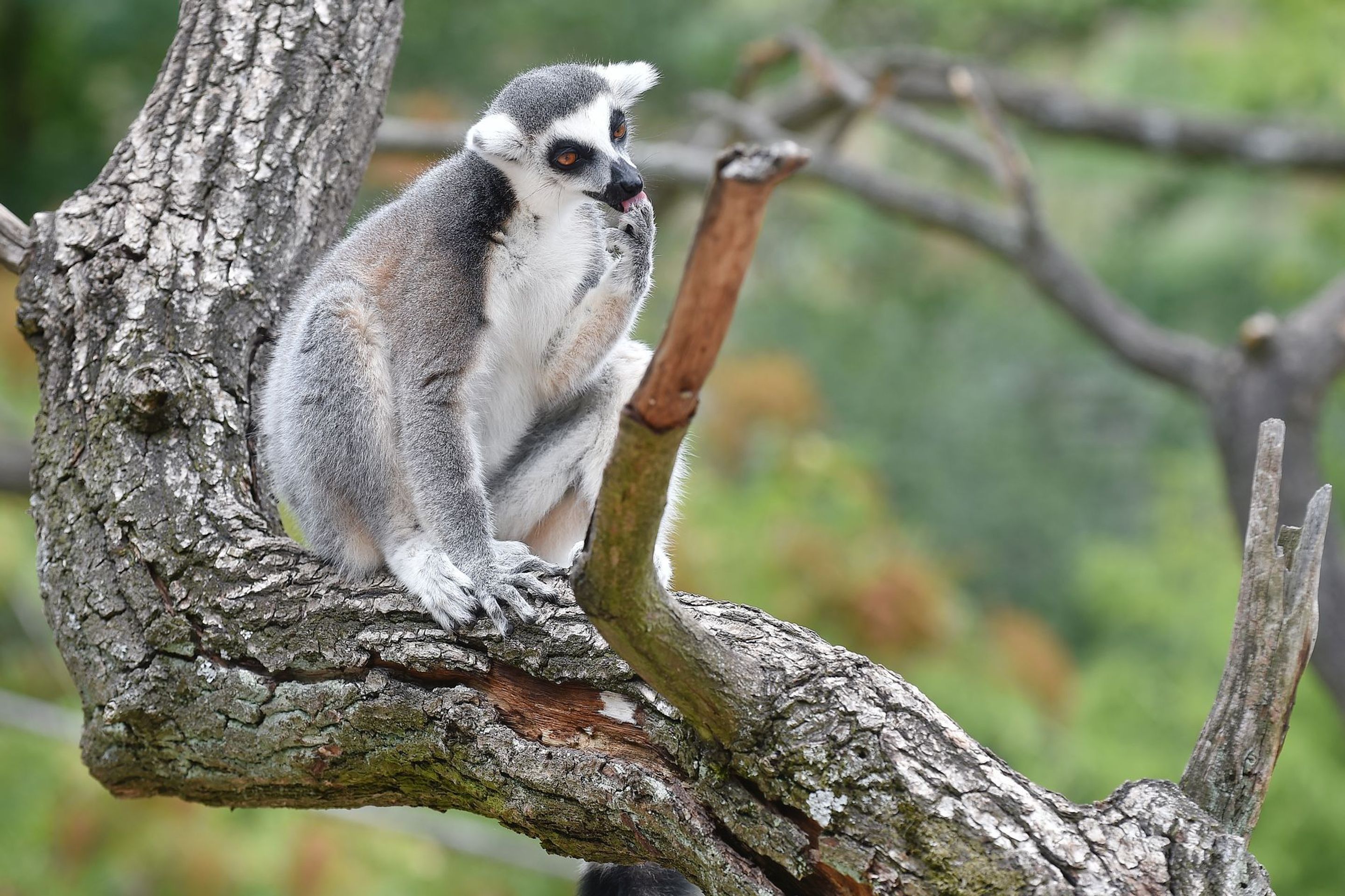 Krmení lemurů v ZOO Praha - 18 - GALERIE: Krmení lemurů v ZOO Praha (18/19)