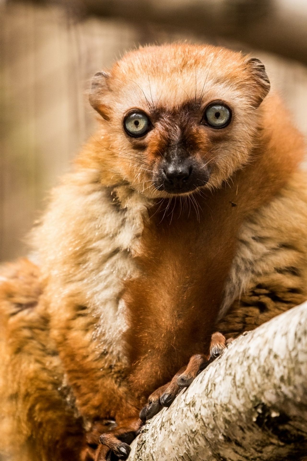 Lemur Sclaterův - 1 - GALERIE: Lemur Sclaterův (2/4)