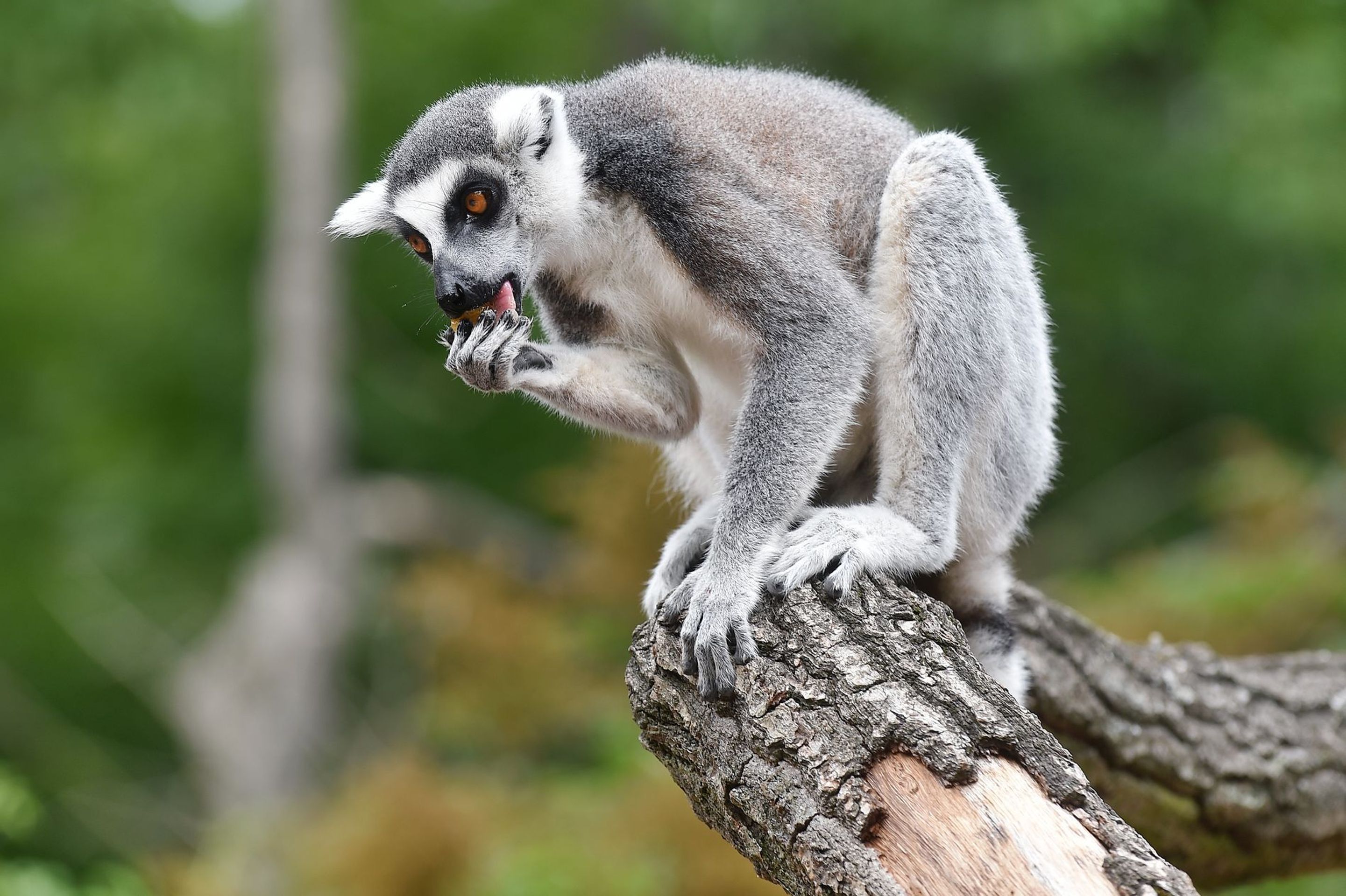 Krmení lemurů v ZOO Praha - 13 - GALERIE: Krmení lemurů v ZOO Praha (13/19)