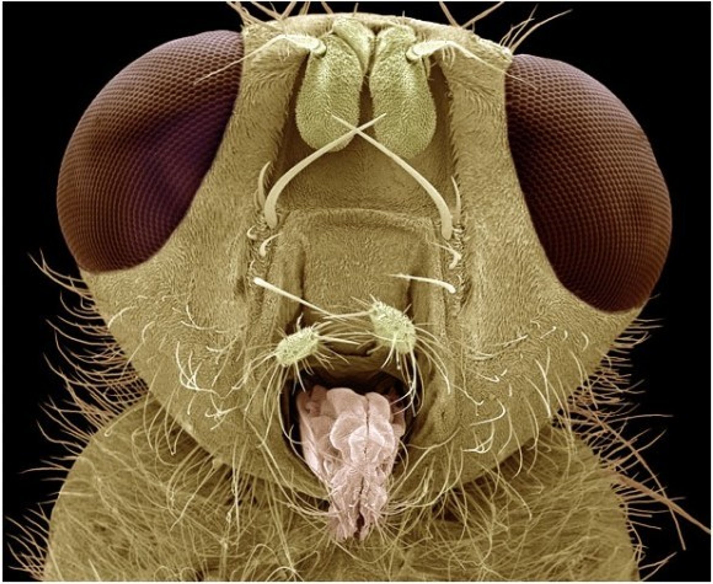 Hmyz pod elektronovým mikroskopem - 15 - GALERIE: Hmyz pod elektronovým mikroskopem (7/20)