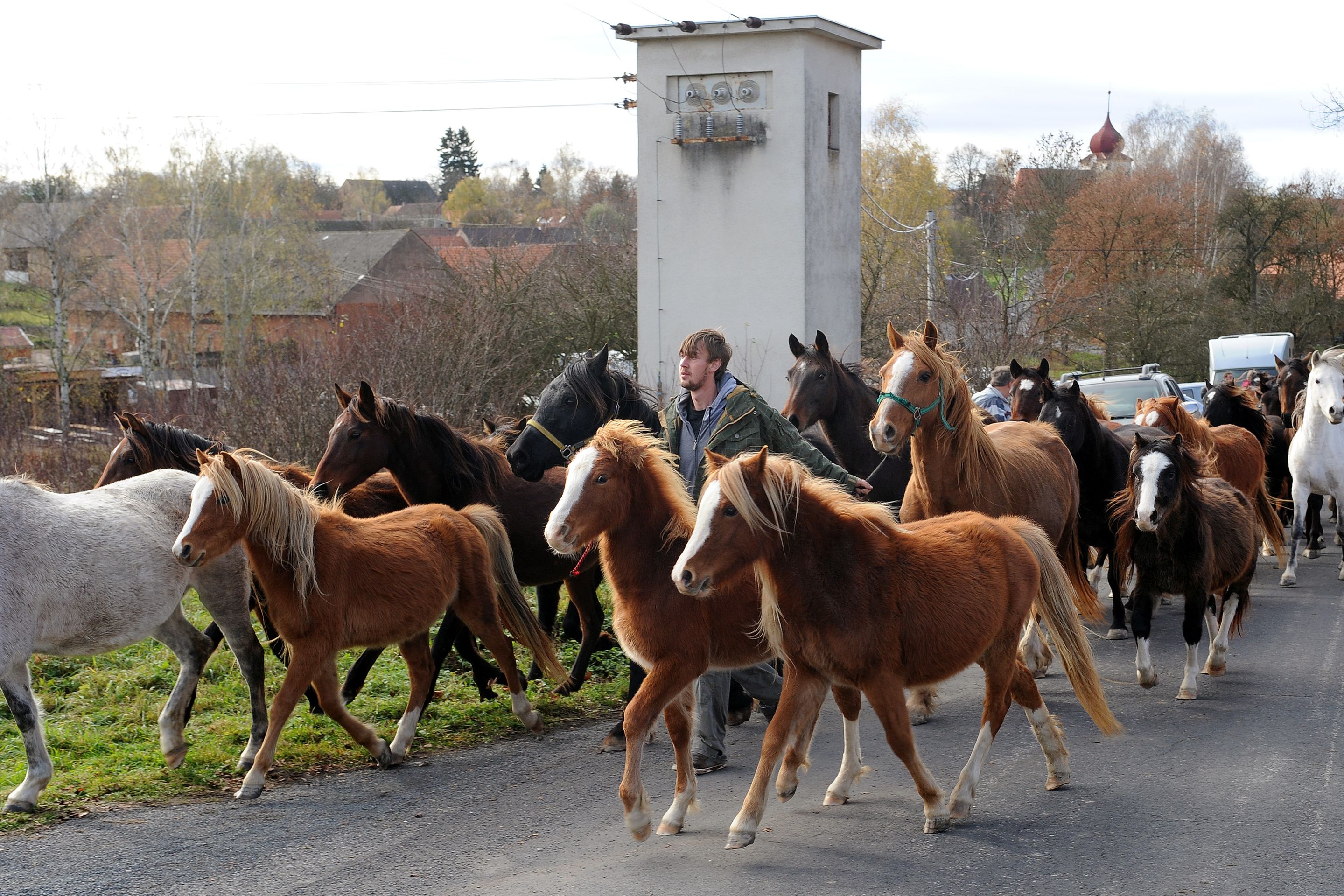 Dražba týraných koní - GALERIE: Podívejte se na zubožené koně, kteří dnes byli v aukci (6/19)