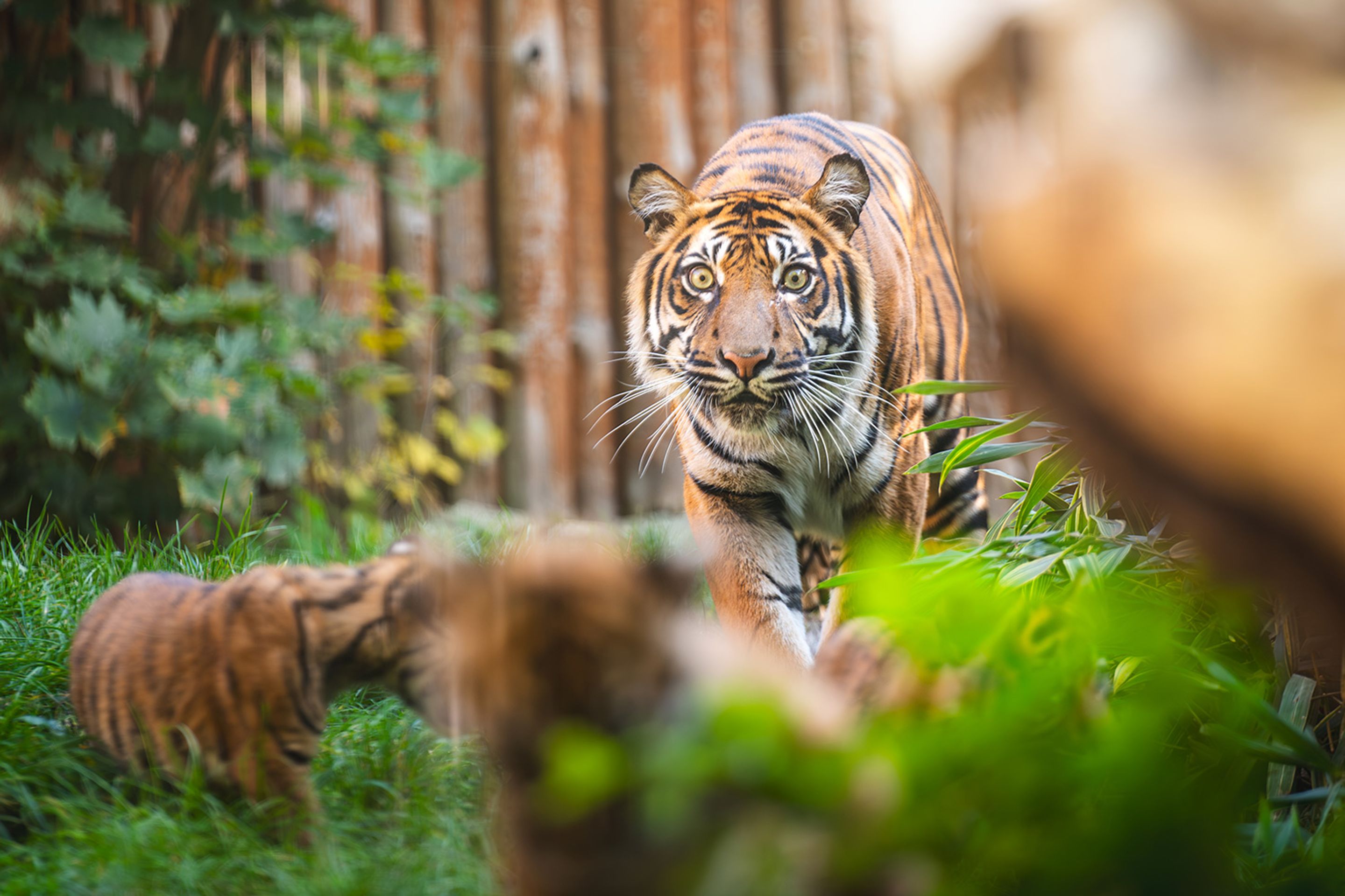 Tygři sumaterští ve vratislavské zoo (10) - Tygři sumaterští ve vratislavské zoo (5/16)