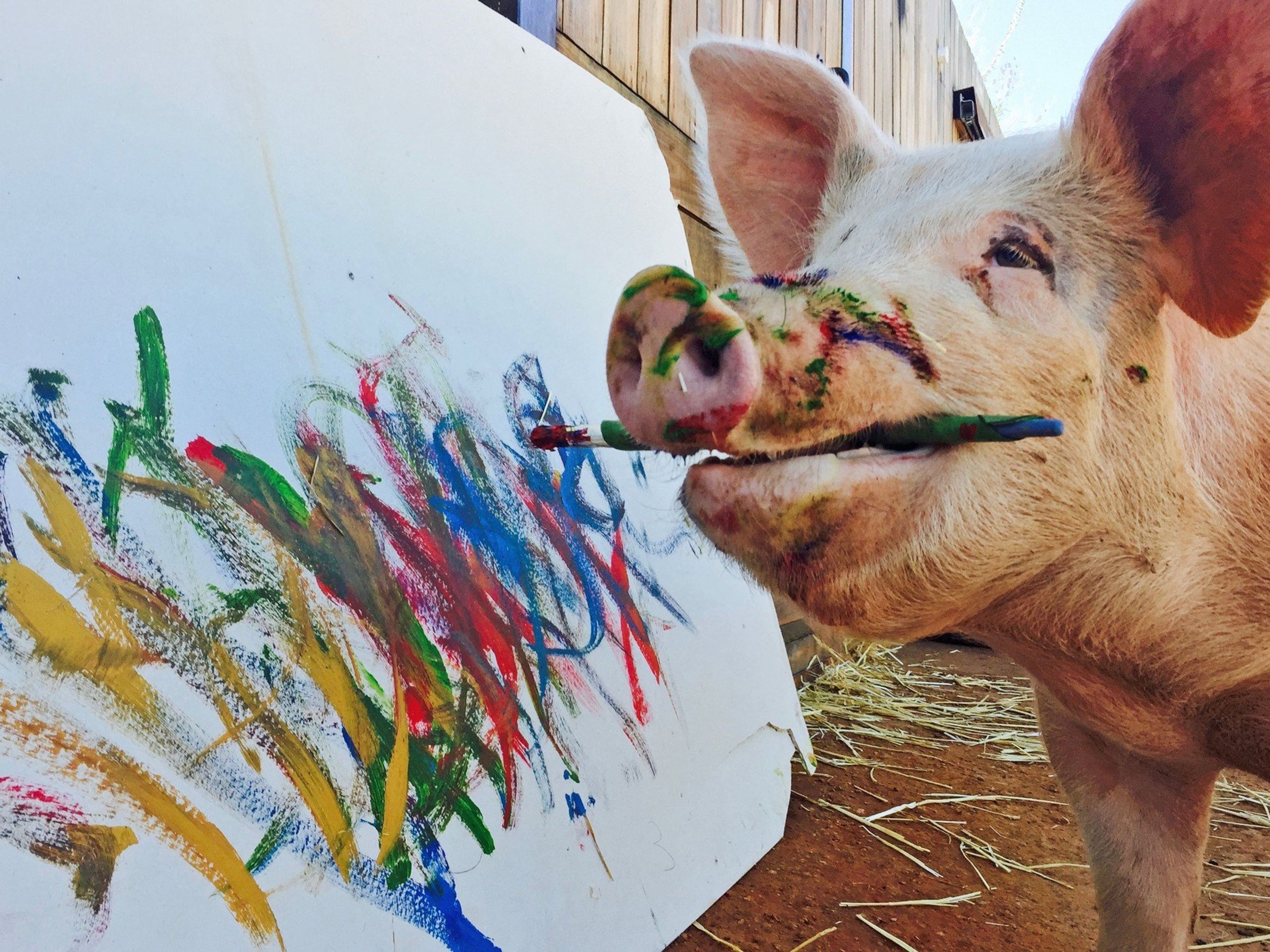 Zvířecí umělkyně Pigcasso - Zvířecí umělkyně Pigcasso (4/5)