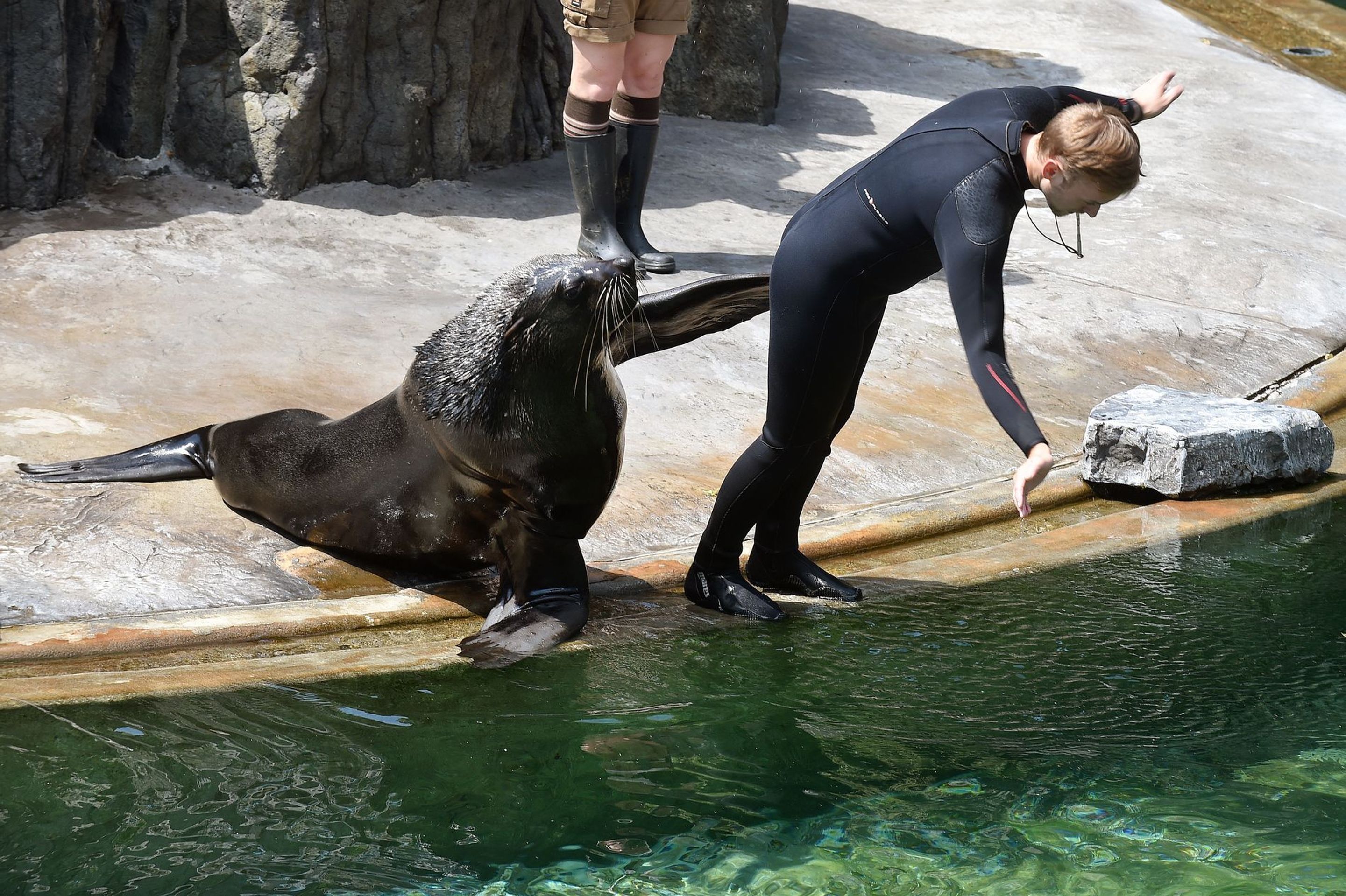Cvičení lachtanů v ZOO Praha - 11 - GALERIE: Cvičení lachtanů v ZOO Praha (11/12)