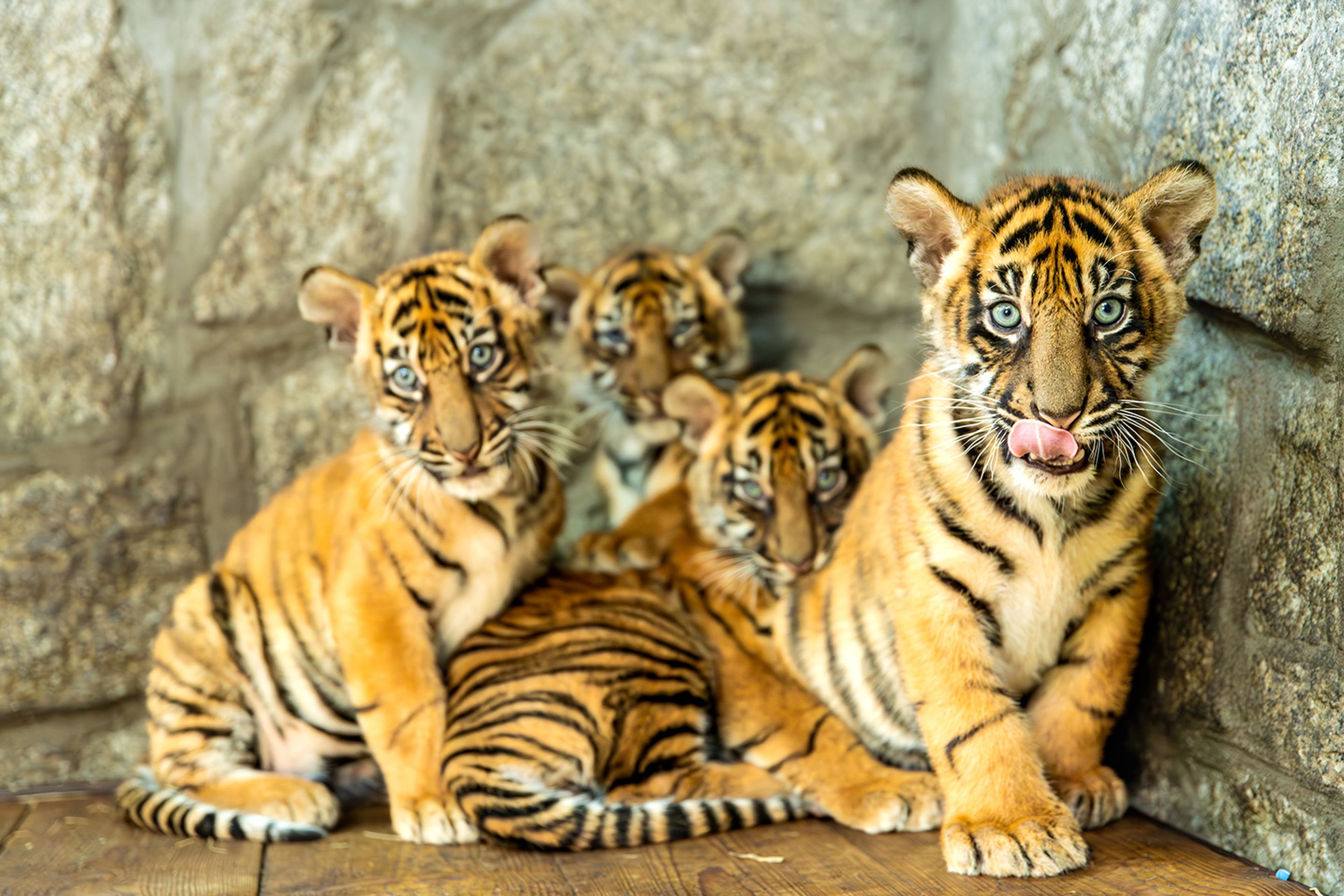 Tygři sumaterští ve vratislavské zoo (2) - Tygři sumaterští ve vratislavské zoo (13/16)