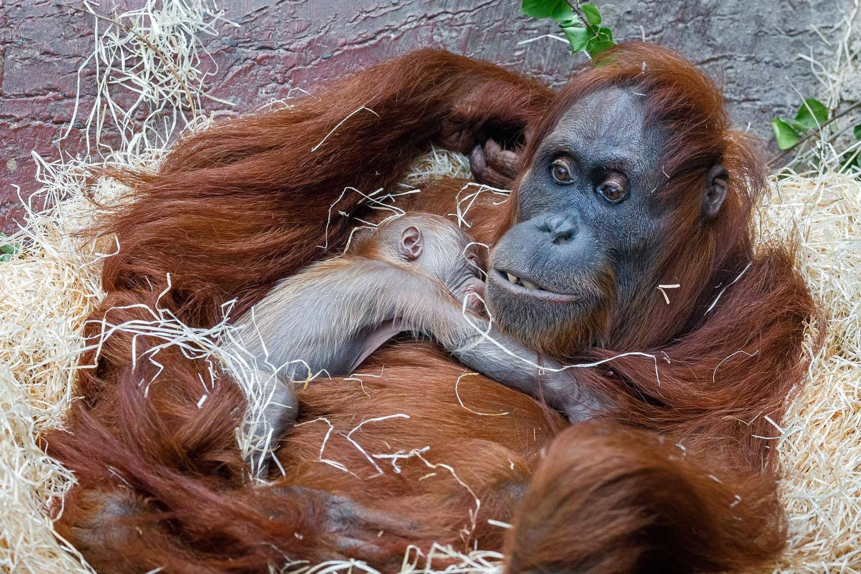 V pražské zoo se narodilo orangutaní mládě - 1 - GALERIE: V pražské zoo se narodilo orangutaní mládě (6/6)