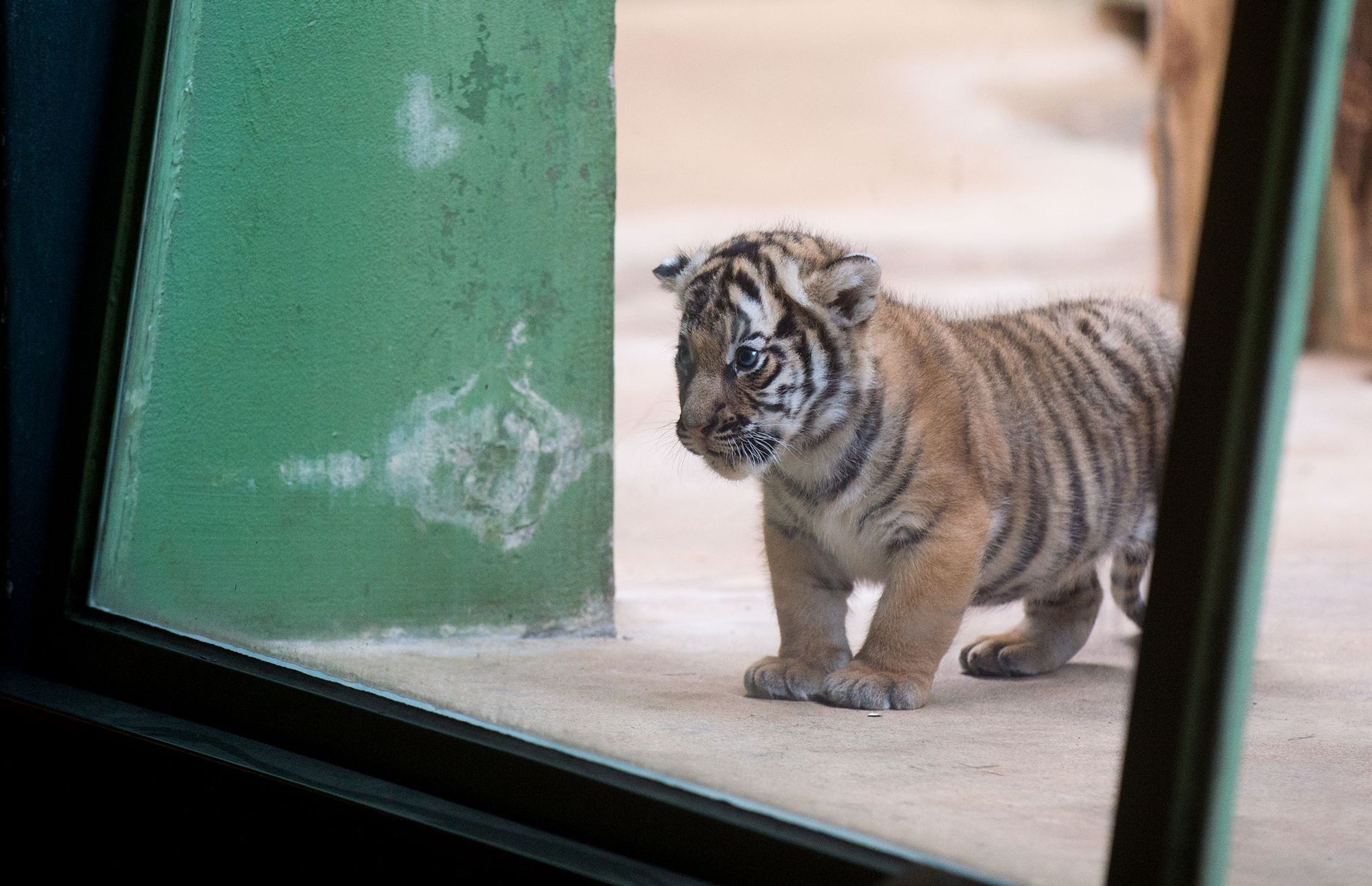 Mláďata tygra malajského v Zoo Praha - 10 - GALERIE: Mláďata tygra malajského v Zoo Praha (13/23)