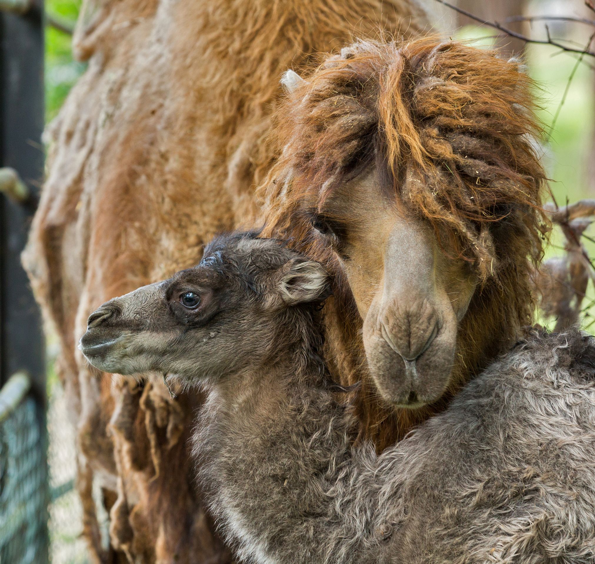 V brněnské zoo se narodil velbloudí kluk a bizoní holka - 6 - GALERIE: V brněnské zoo se narodil velbloudí kluk a bizoní holka (6/10)
