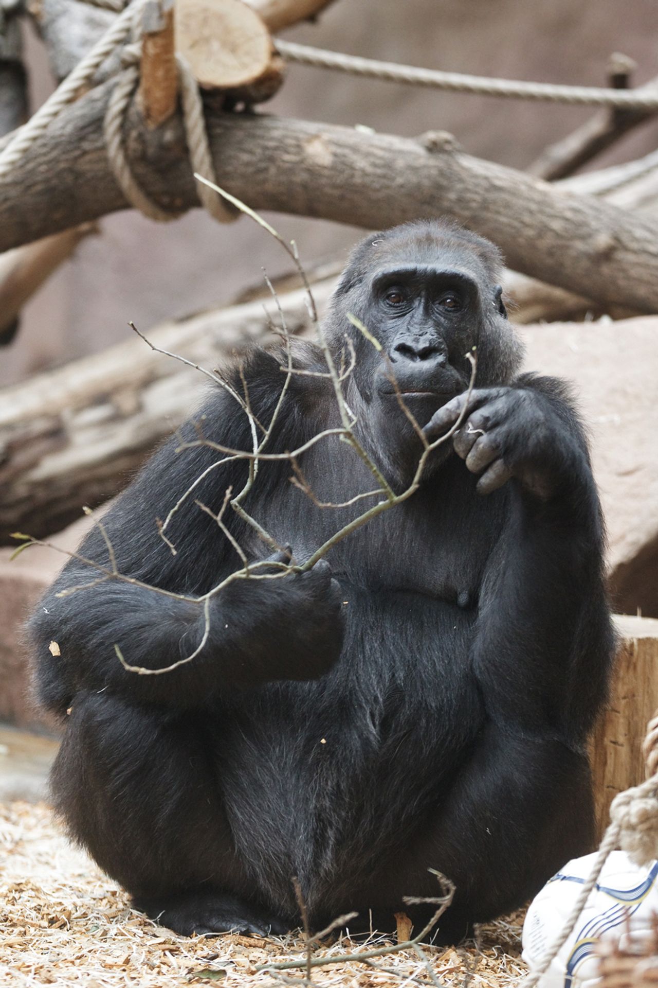 Kamba _4 - GALERIE: Porod gorily Kamby v pražské ZOO (4/8)