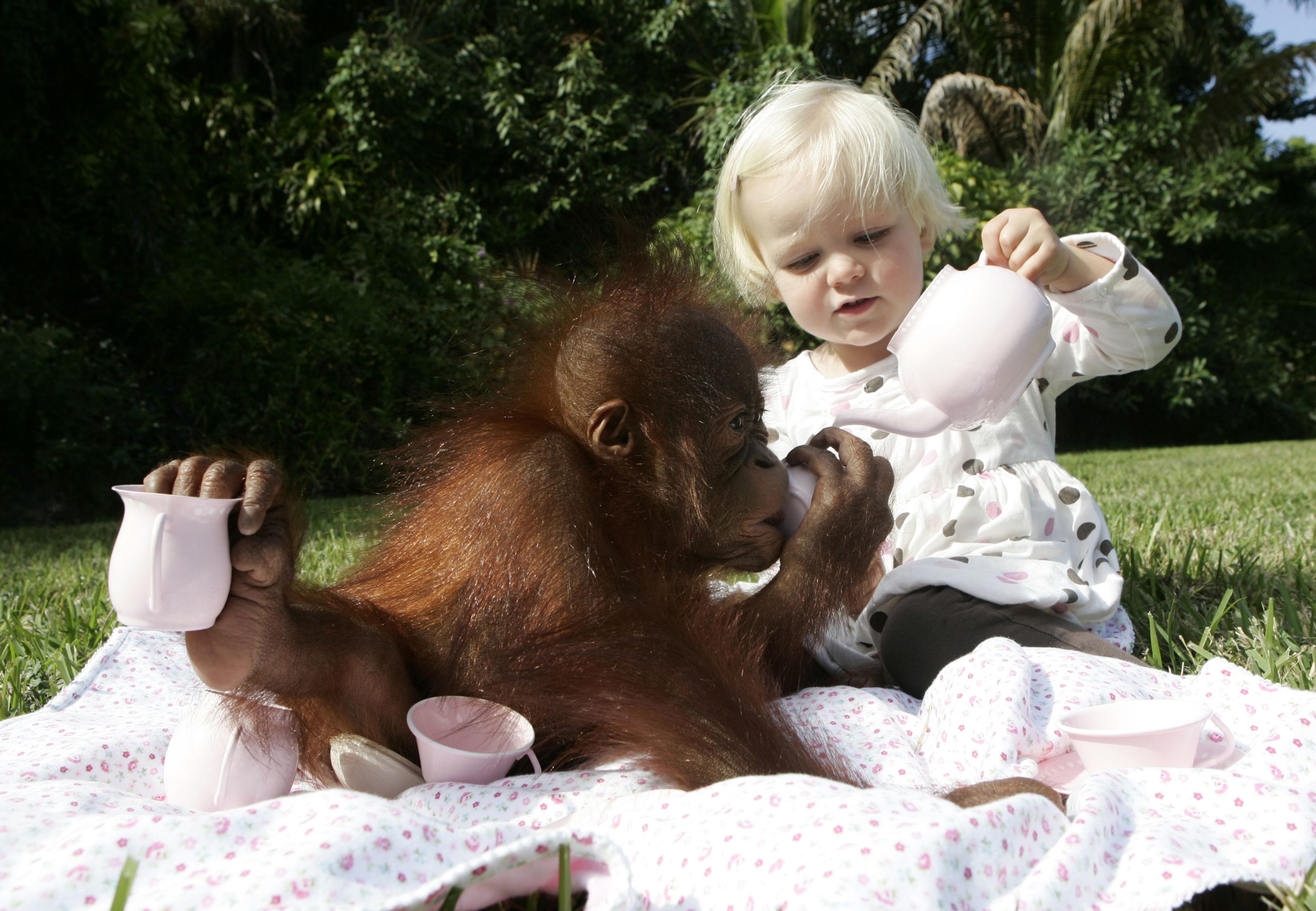 Dívka a opice - GALERIE: Nerozlučná dvojka - dívka a orangutan! (7/12)