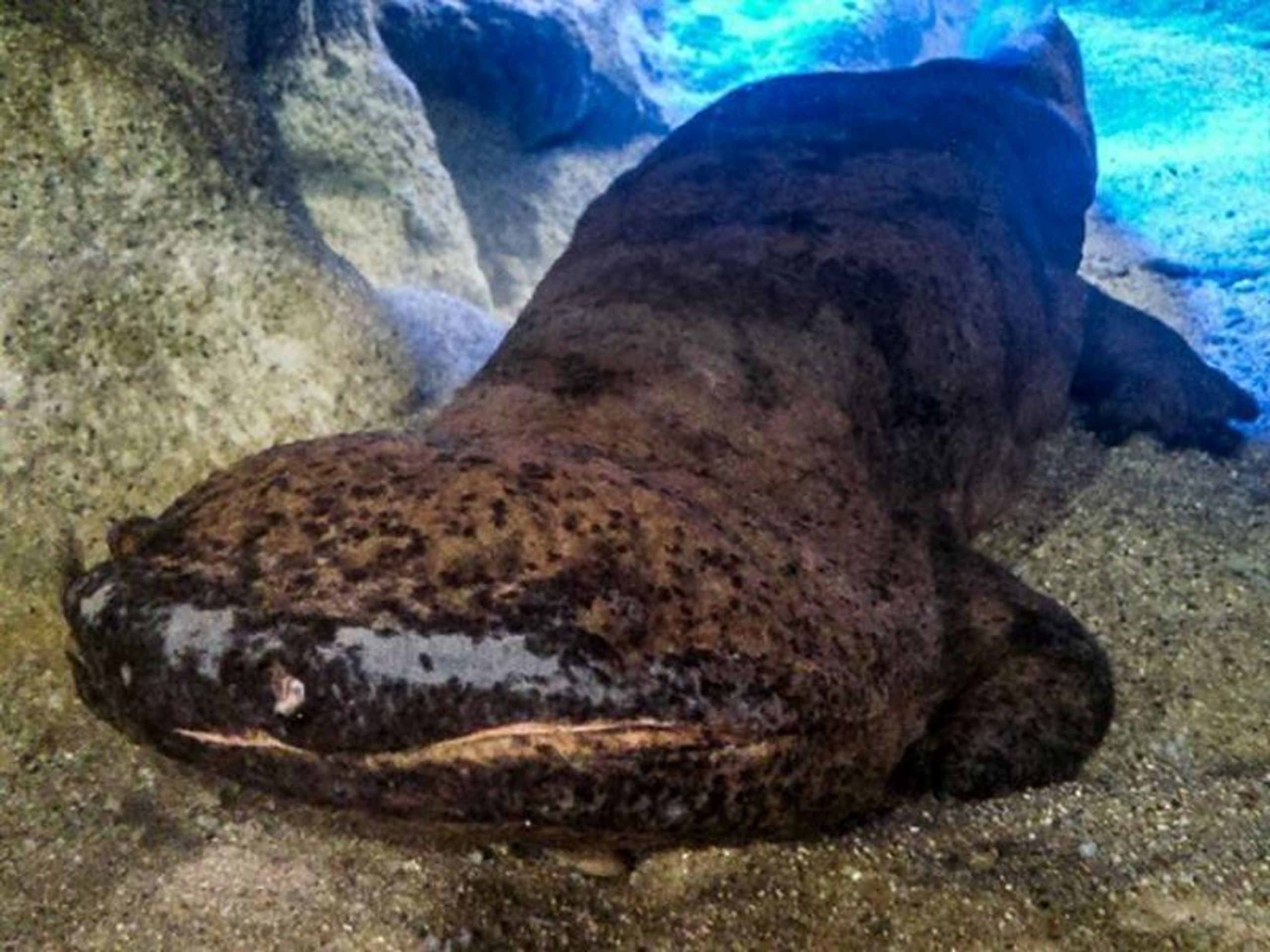 Velemloci v pražské ZOO - 1 - GALERIE: Velemloci v pražské ZOO (1/4)