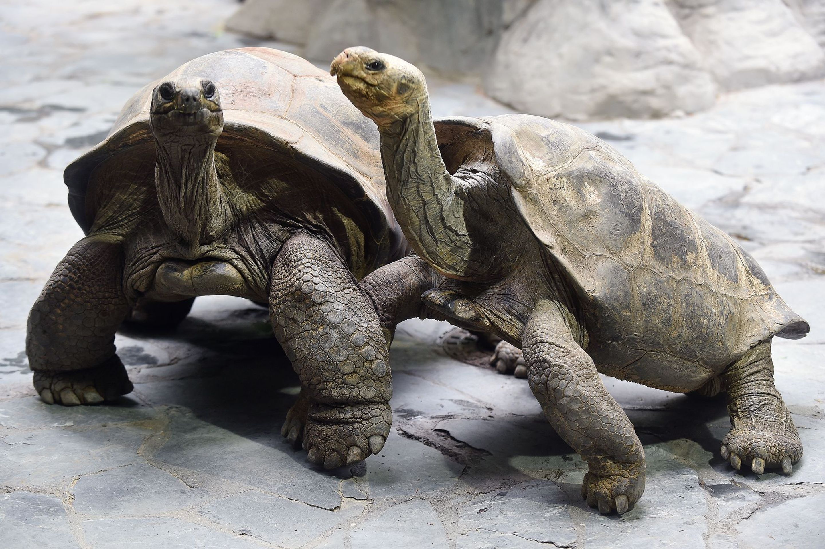 Krmení velkých želv v ZOO Praha - 2 - GALERIE: Krmení velkých želv v ZOO Praha (2/19)