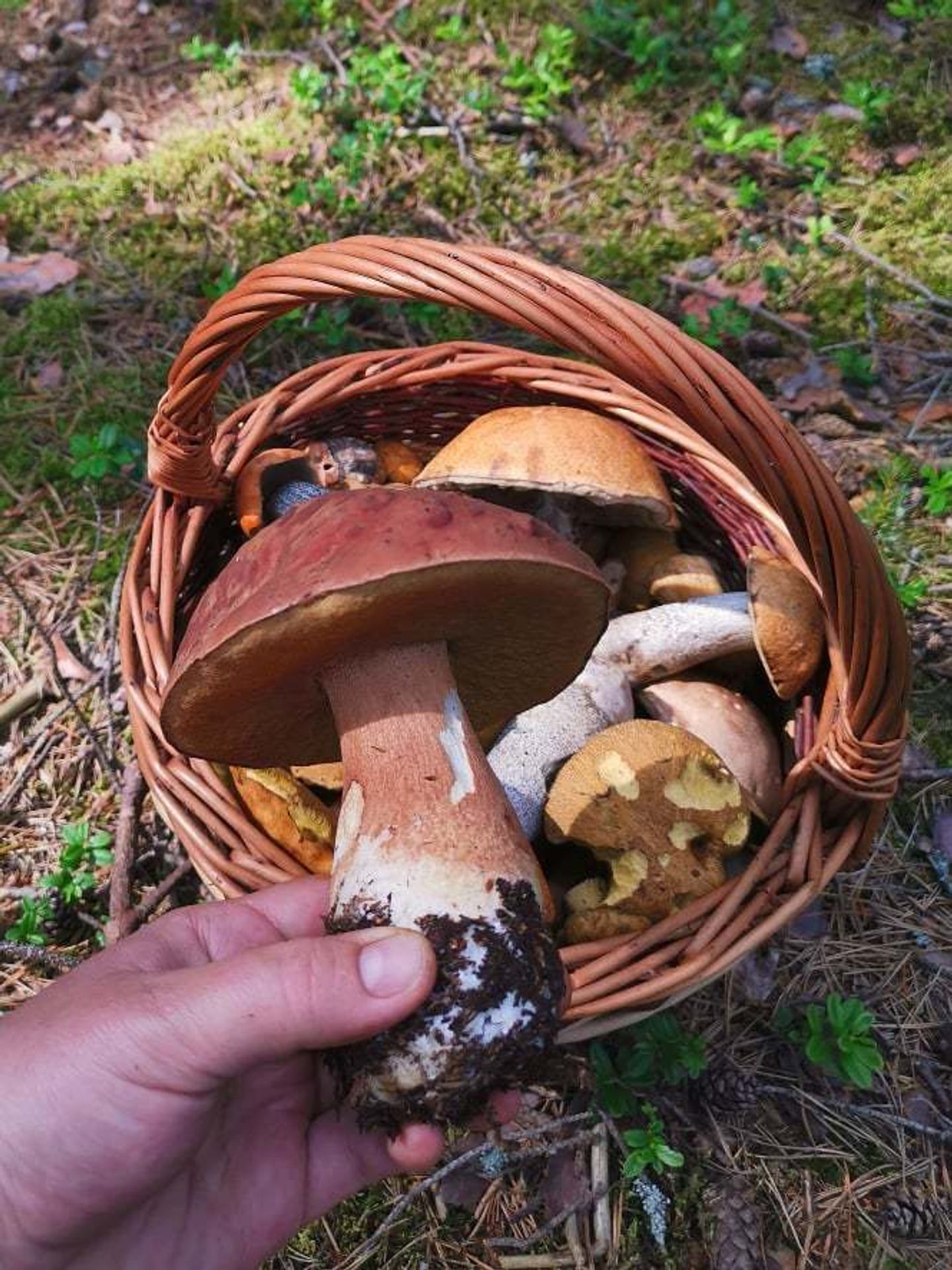 Houby - 6 - GALERIE: Houbaři se pochlubili košíky plnými hub (4/20)